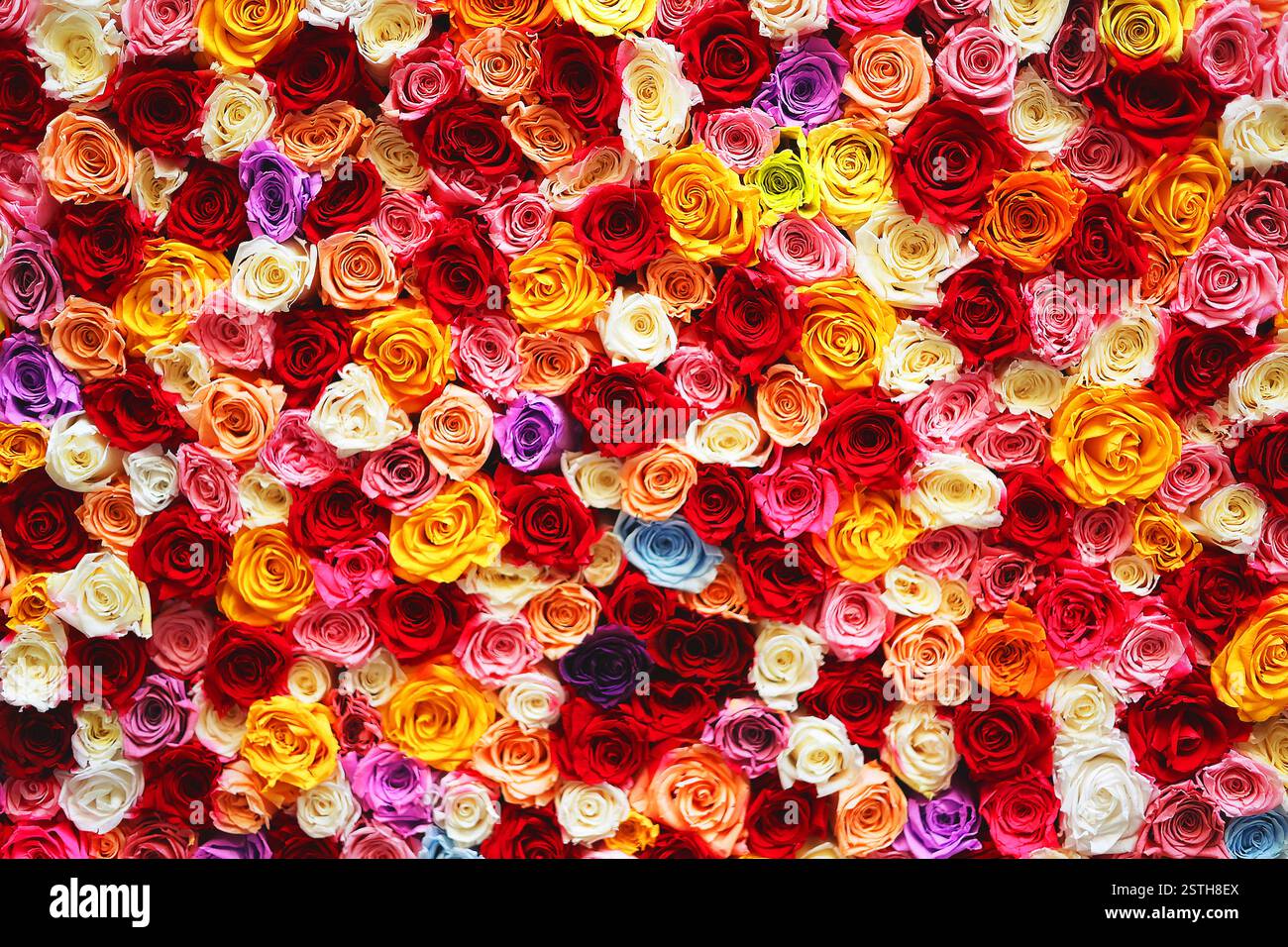 fiori e rose multicolore Foto Stock