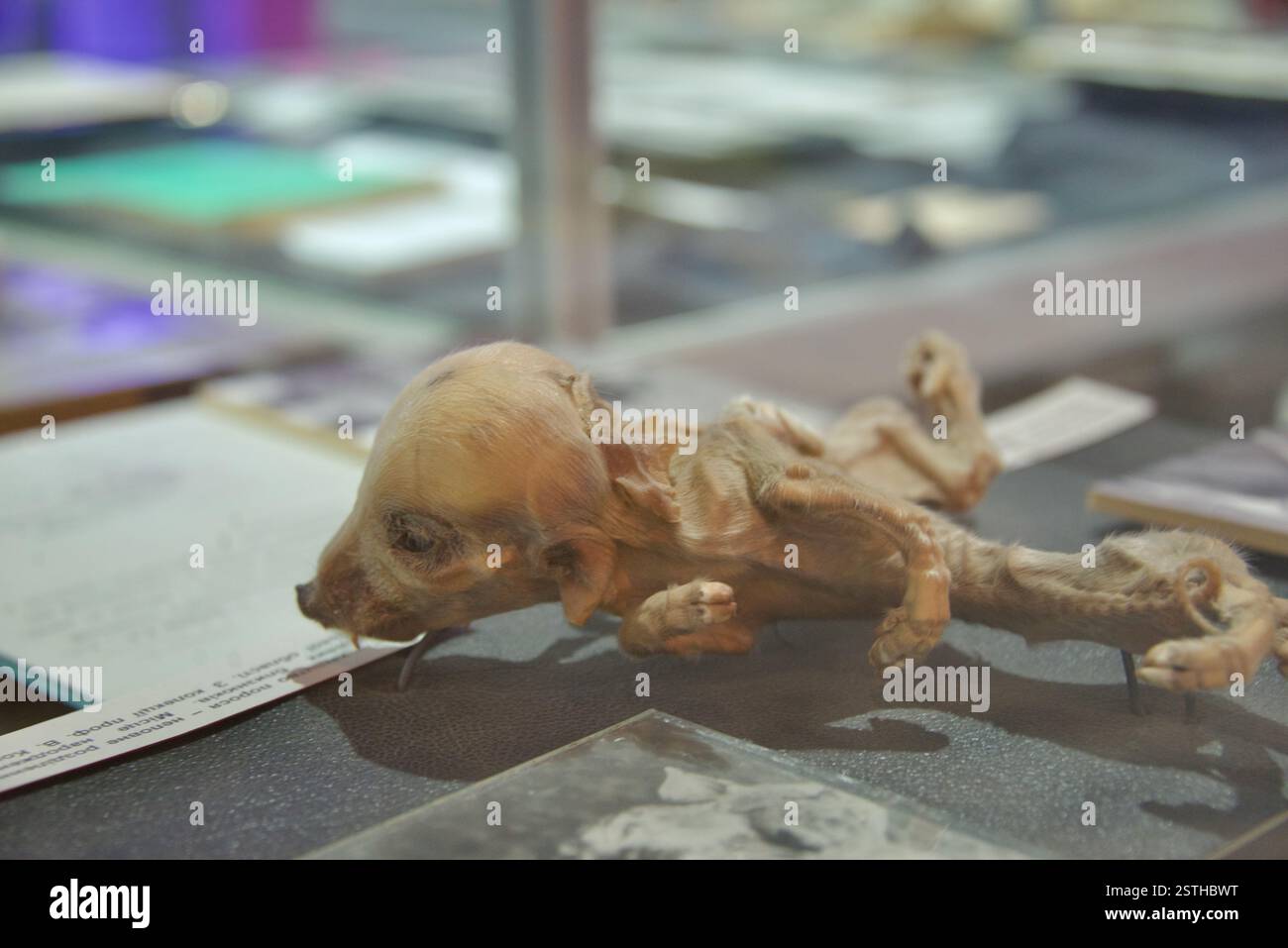 La foto mostra una mostra di un cane irradiato all'interno del Museo di Chernobyl a Kiev, Ucraina, il 9 giugno 2022. Foto Stock