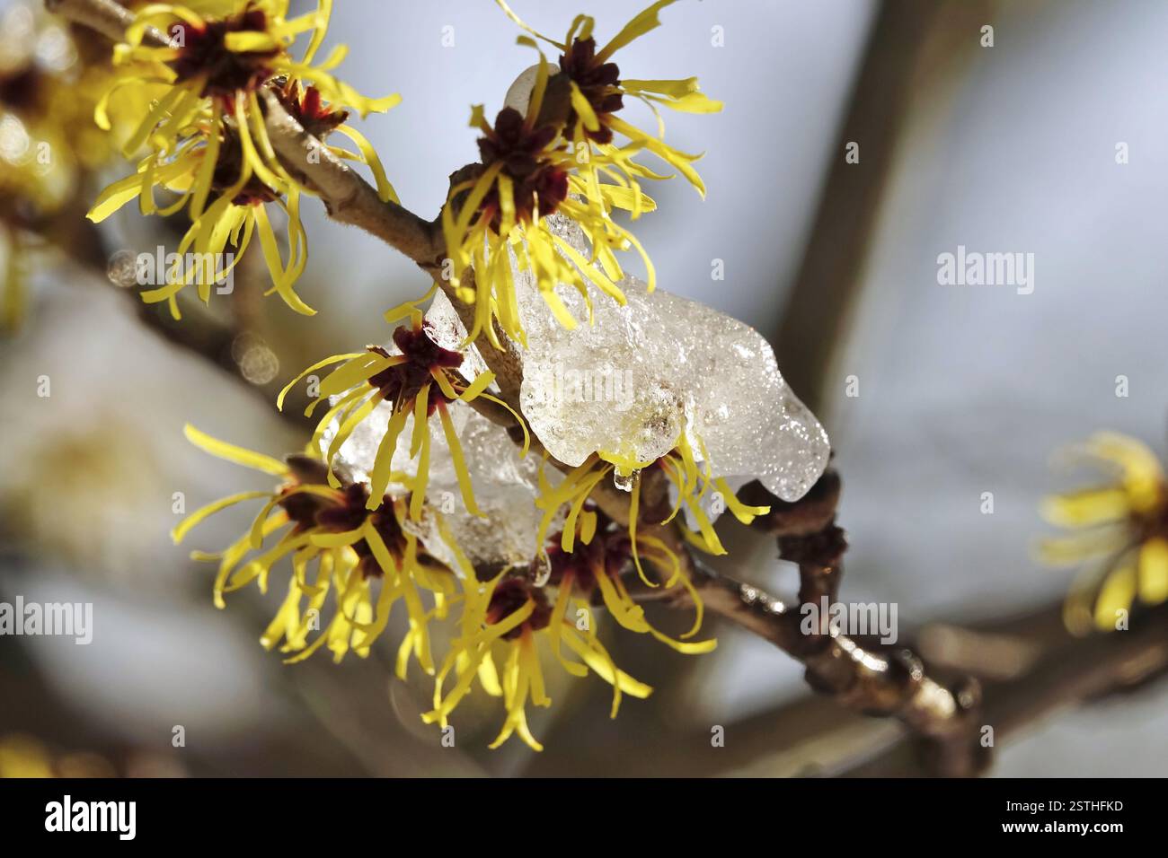 Amelia in fiore (Hamamelis) con neve, inverno, Germania, Europa Foto Stock