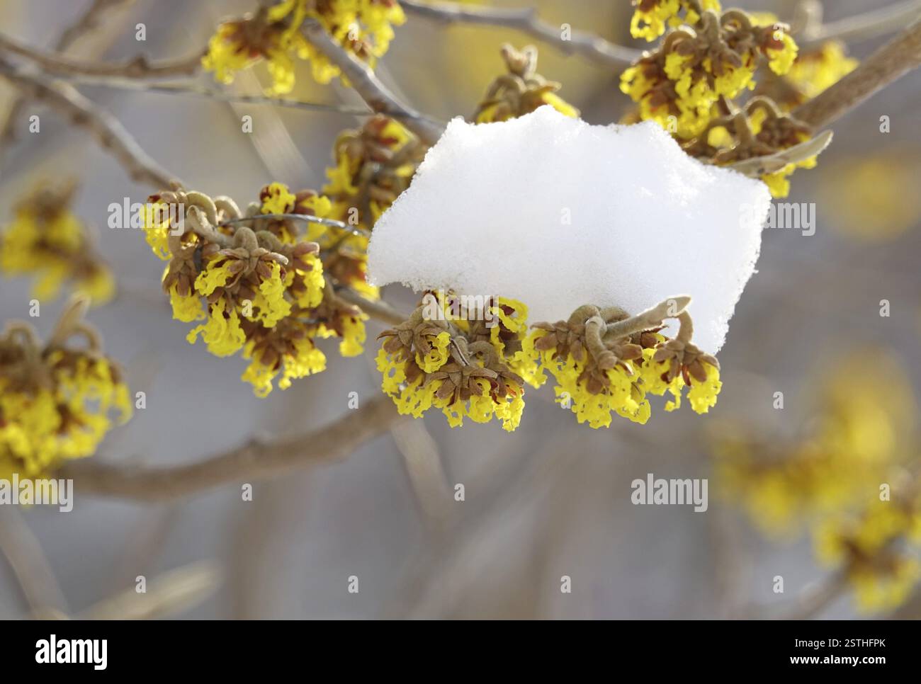 Amelia in fiore (Hamamelis) con neve, inverno, Germania, Europa Foto Stock