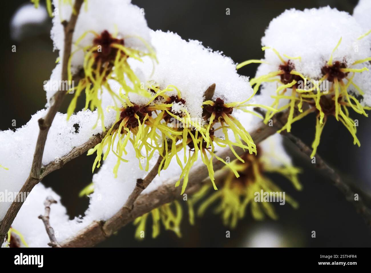 Amelia in fiore (Hamamelis) con neve, inverno, Germania, Europa Foto Stock
