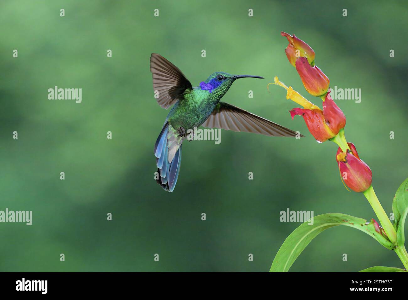 Colibrì volante dall'orecchio lieve viola (Colibri cyanotus), Costa Rica, America centrale Foto Stock