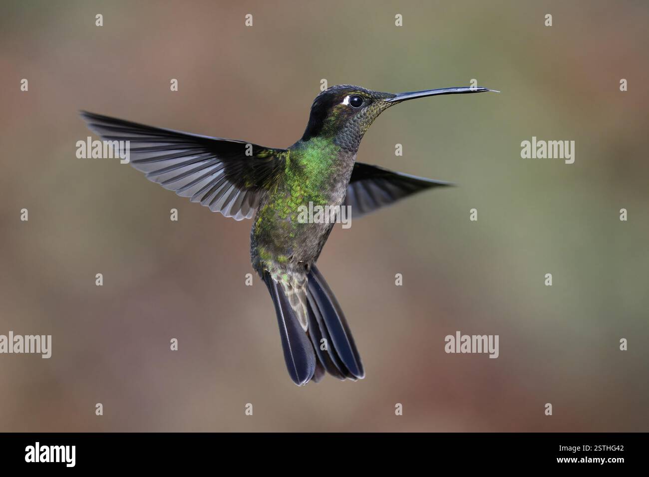 Flying Fiery-throated Hummingbird (Panterpe insignis), Costa Rica, America centrale Foto Stock