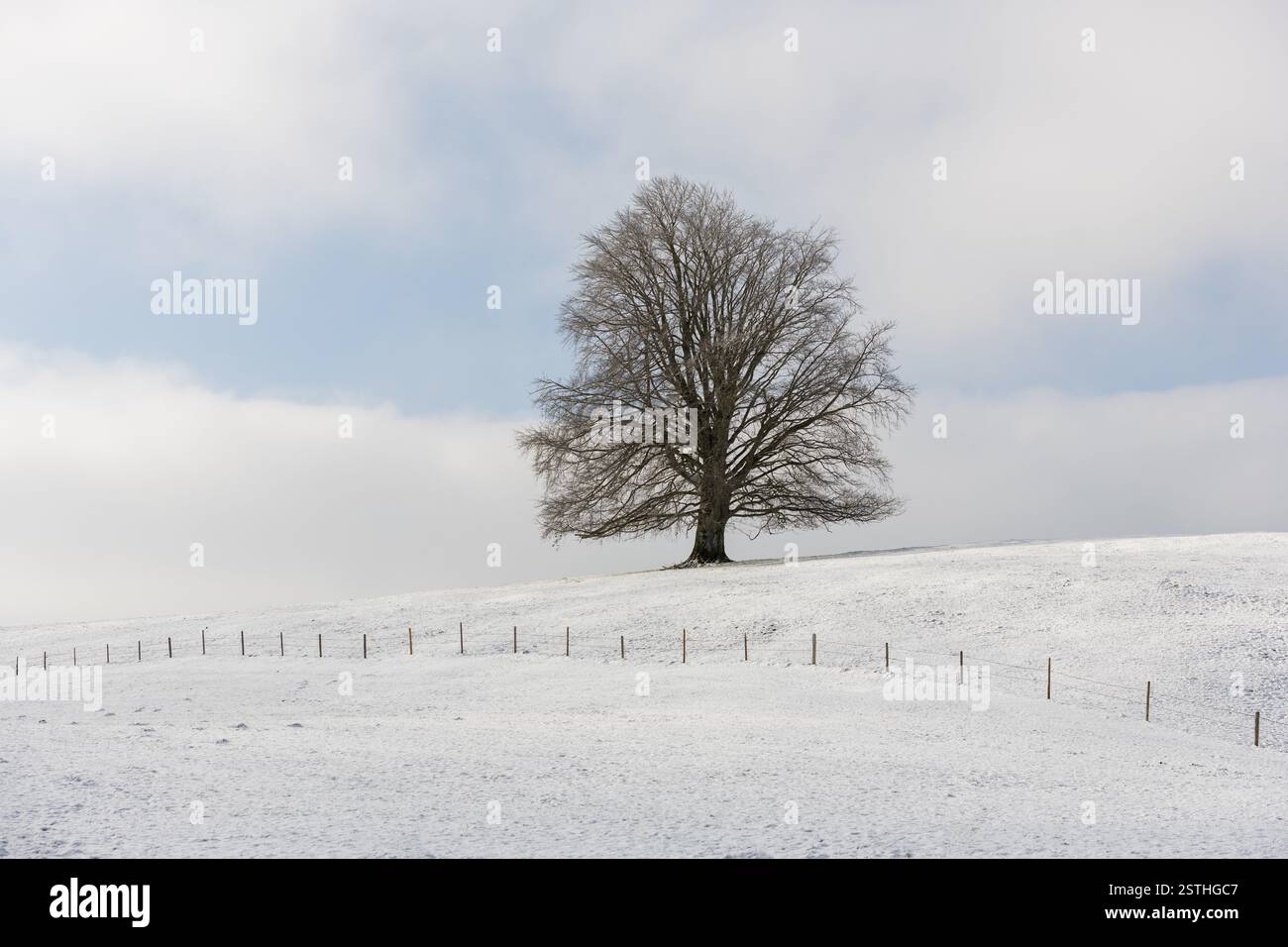 Un albero si erge da solo su una collina innevata sotto un cielo calmo, Rieden, Ostallgaeu, Allgaeu, Svevia, alta Baviera, Baviera, Germania, Europa Foto Stock