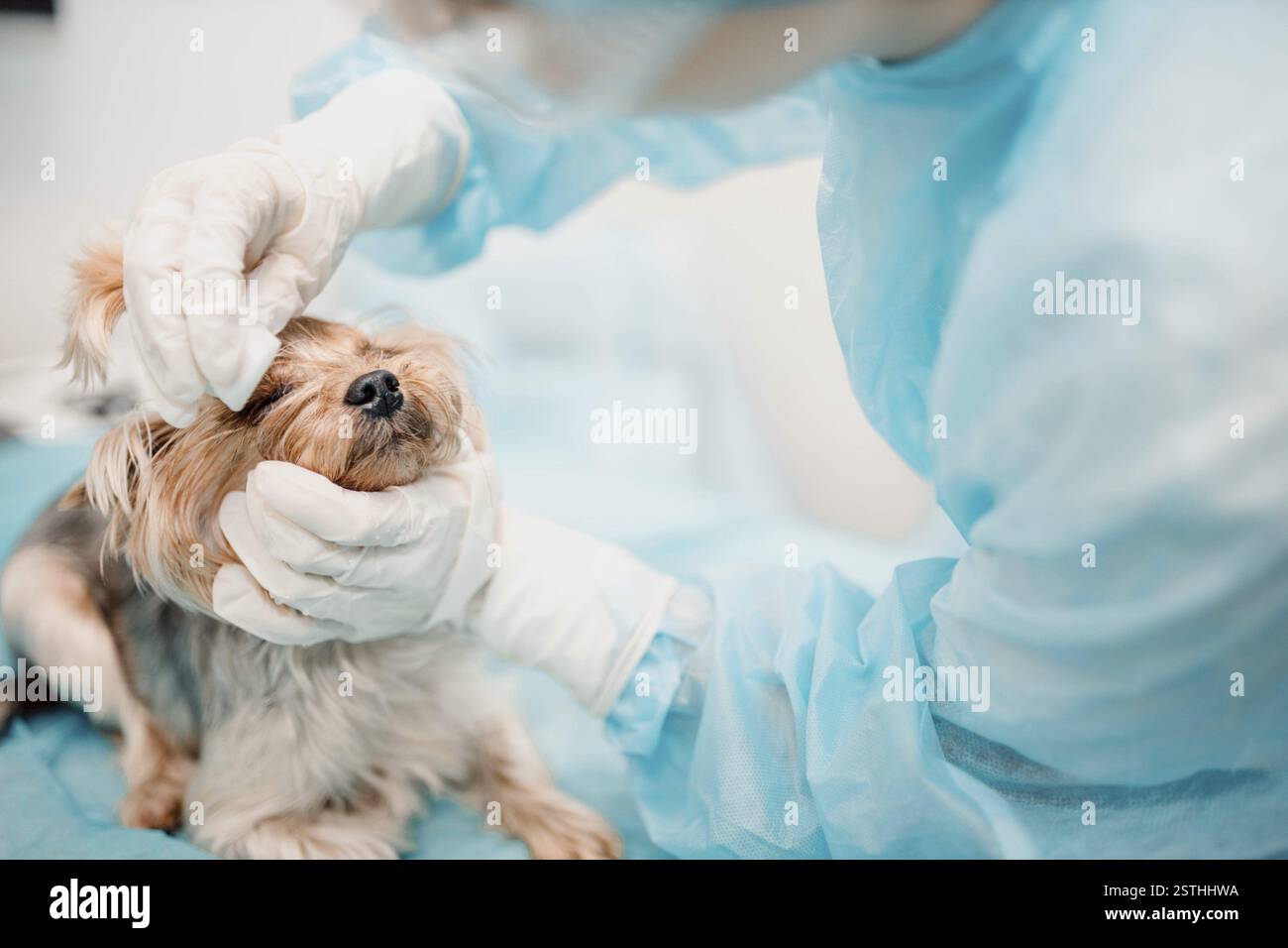 Persona con guanti che esamina delicatamente la testa di un cane in un ambiente veterinario Foto Stock