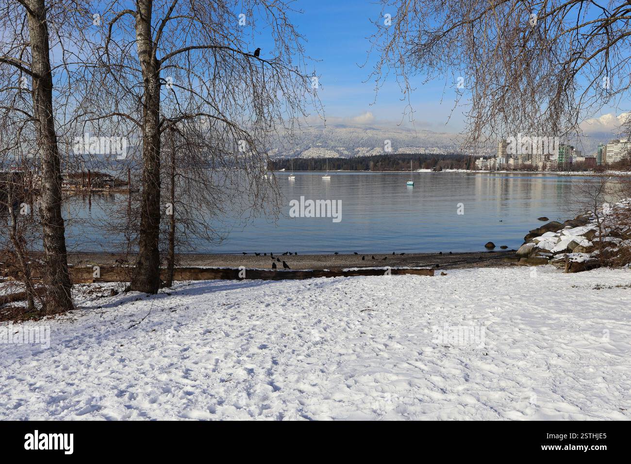 Crows by Teatotaler Beach a Kitsilano con Stanley Park di fronte a English Bay, Vancouver, British Columbia. Foto Stock