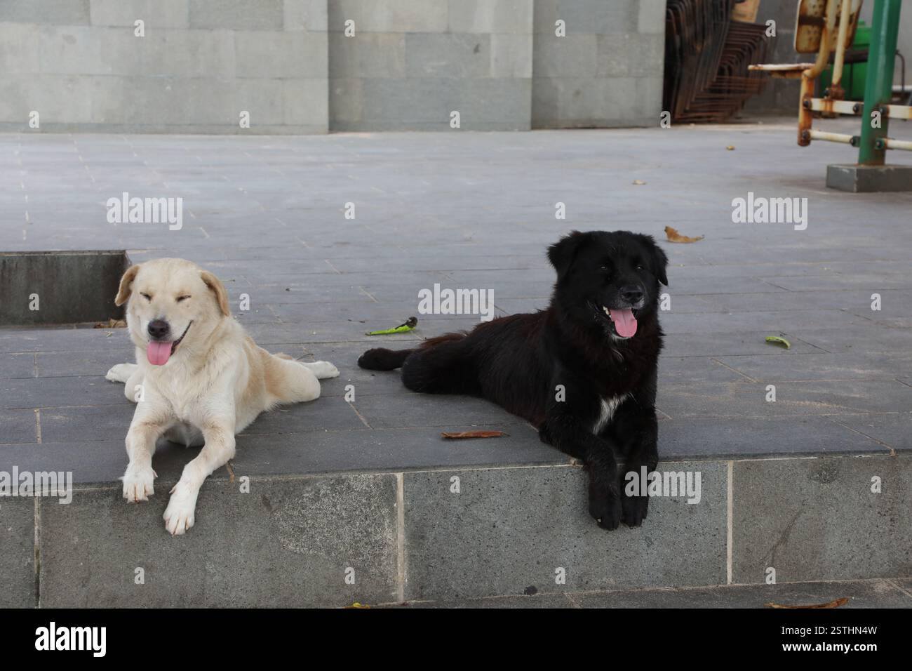 Cani da strada selvaggi a Bali Foto Stock