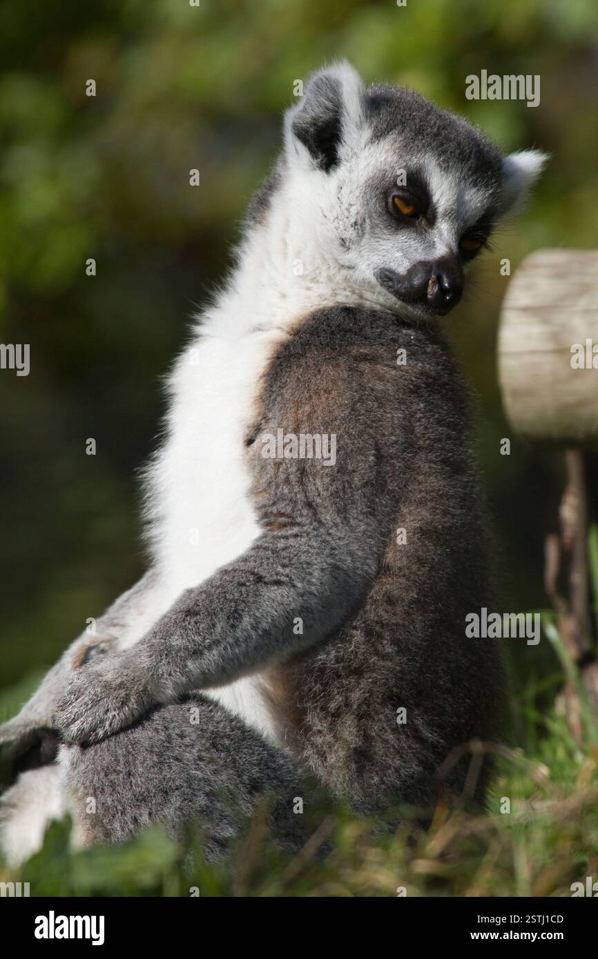 Lembo con coda ad anello (Lemur catta) Foto Stock