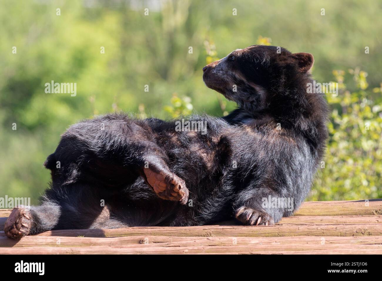 Orso andino (Tremarctos ornatus) Foto Stock
