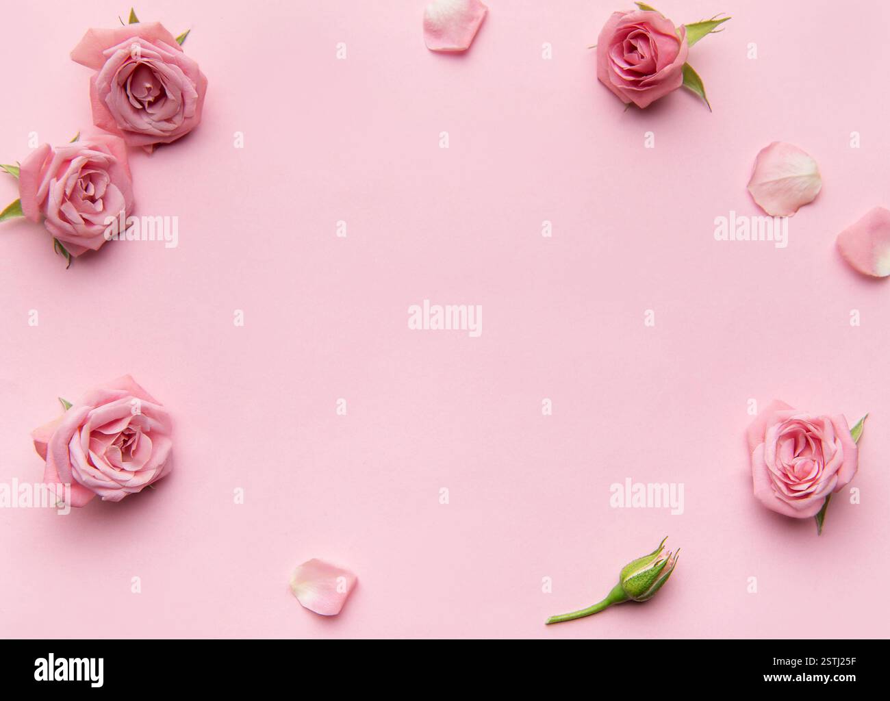 Rose e petali rosa creano una cornice su sfondo rosa, ideale per temi romantici o femminili Foto Stock
