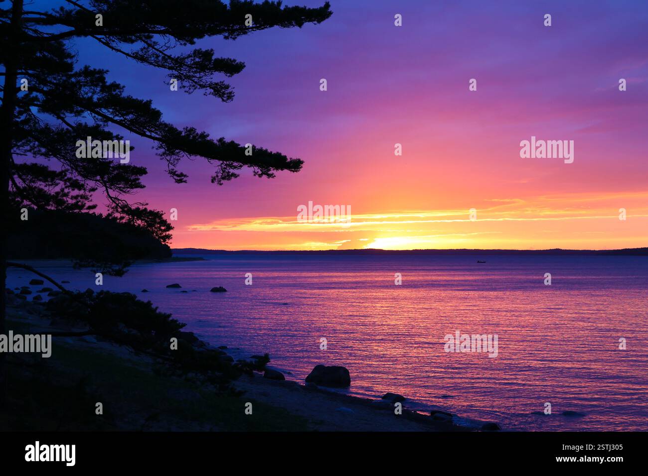 Tramonto di mezzanotte a Kaunissaari, Finlandia. I rami di pino sagomati incorniciano un cielo vivace con viola, arance e gialli sul Mar Baltico Foto Stock