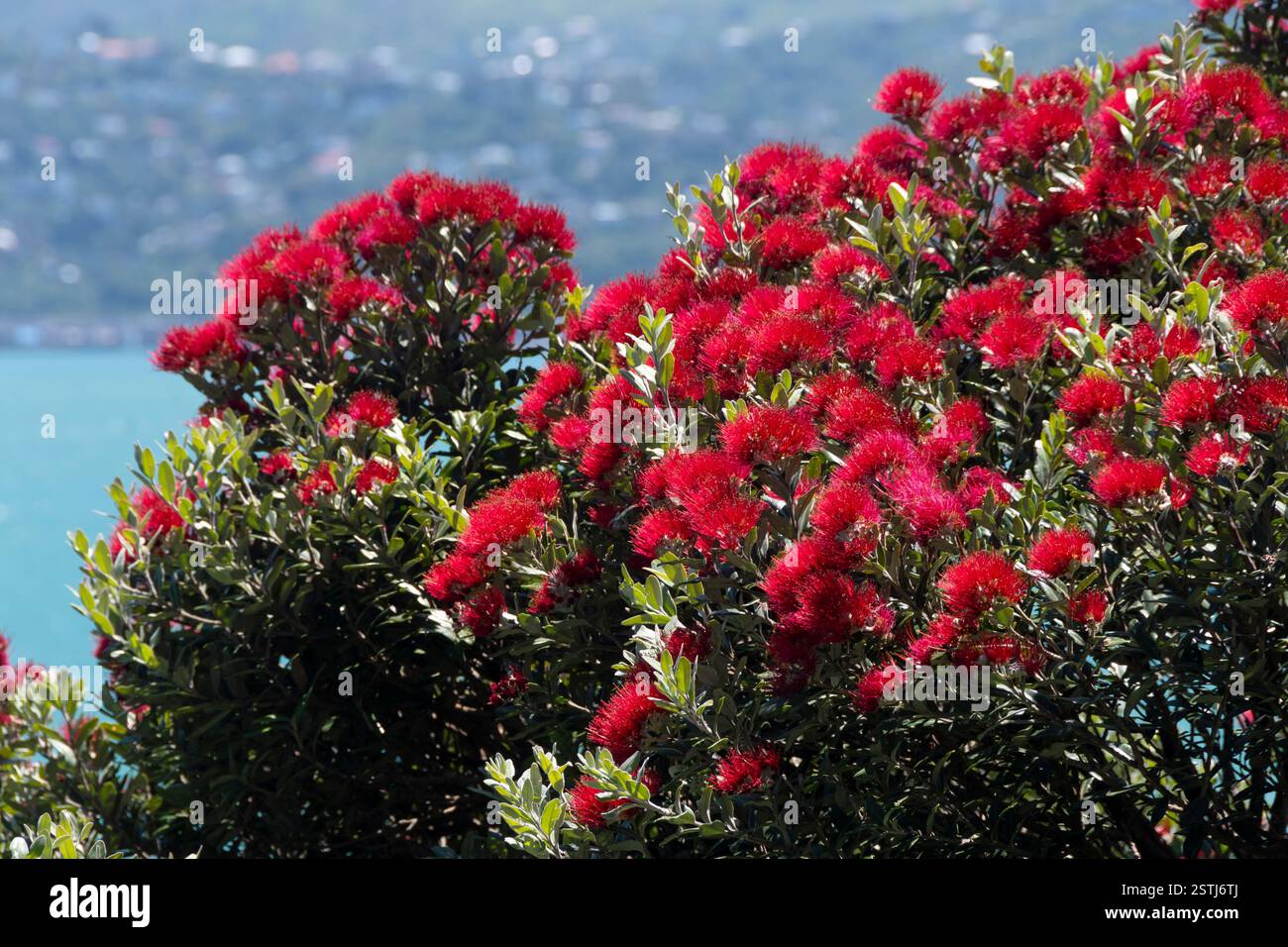 Albero di Pohutukawa in fiore, Wellington, Isola del Nord, nuova Zelanda Foto Stock