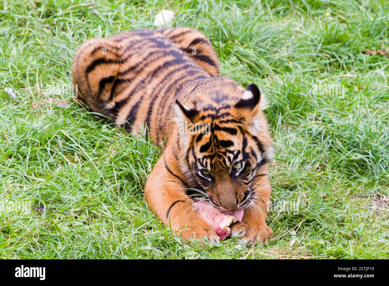 Tigre Foto Stock