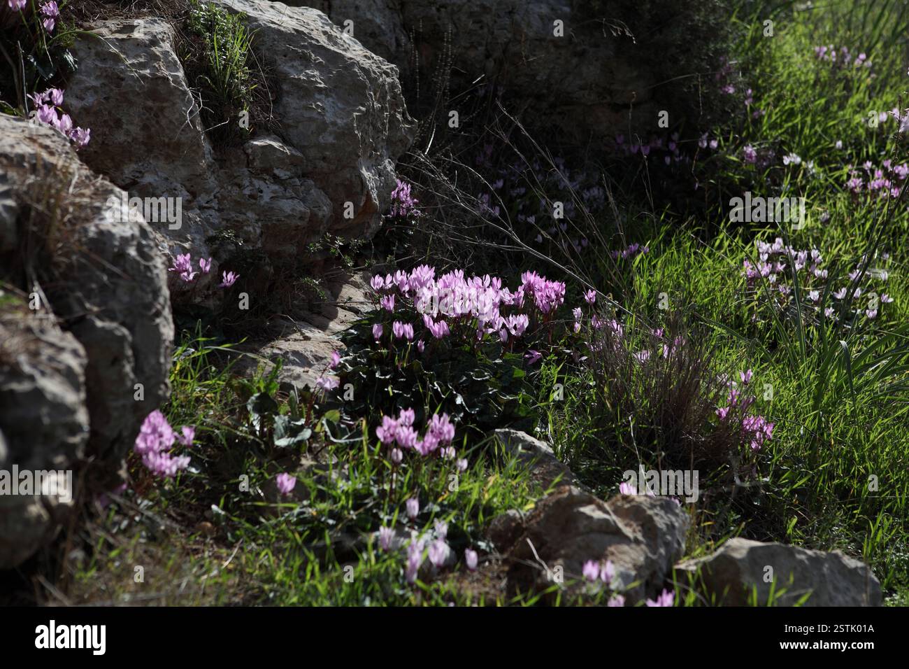 Rocce dolomitiche e aiuole selvatiche di ciclamini rosa e erba, un fiore selvatico incolto delle piante perenni della famiglia delle Primulaceae. Foto Stock