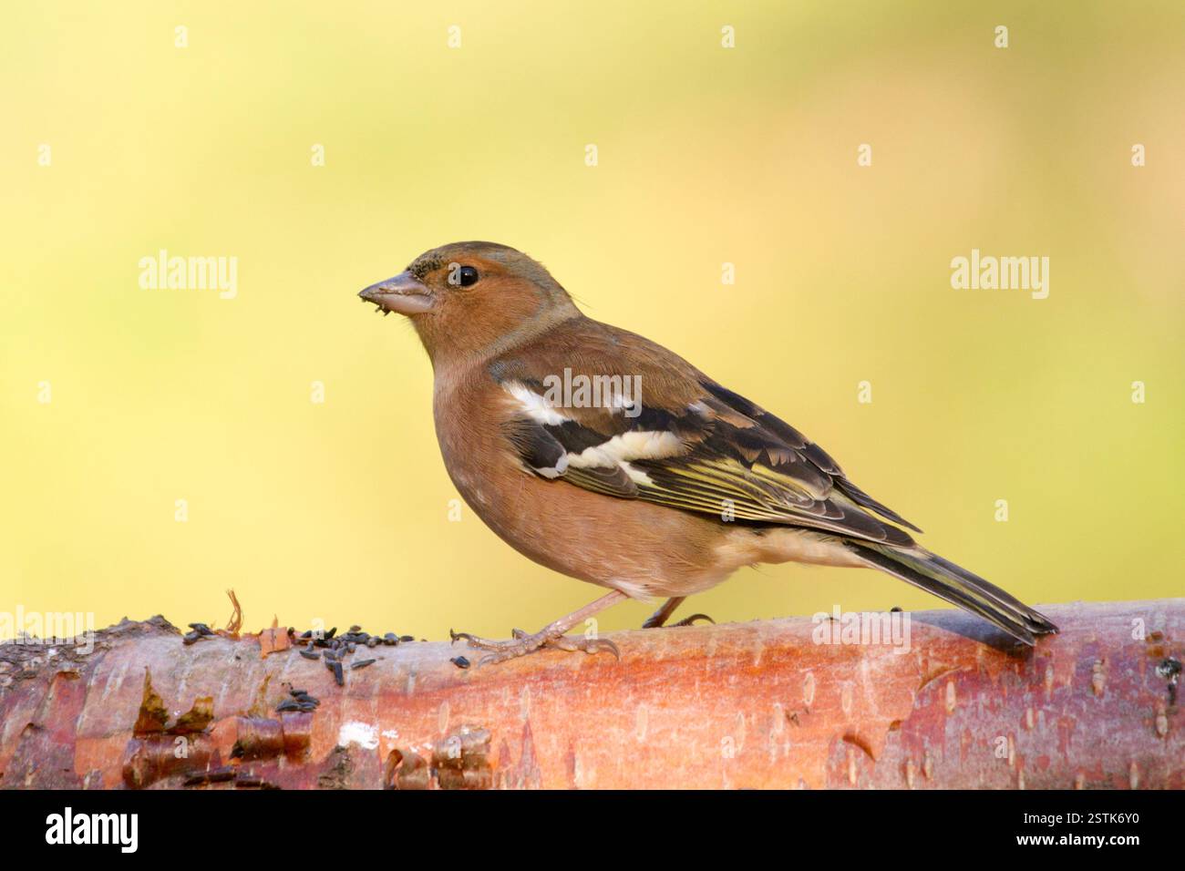 Fringuello Fringilla coelebs Foto Stock