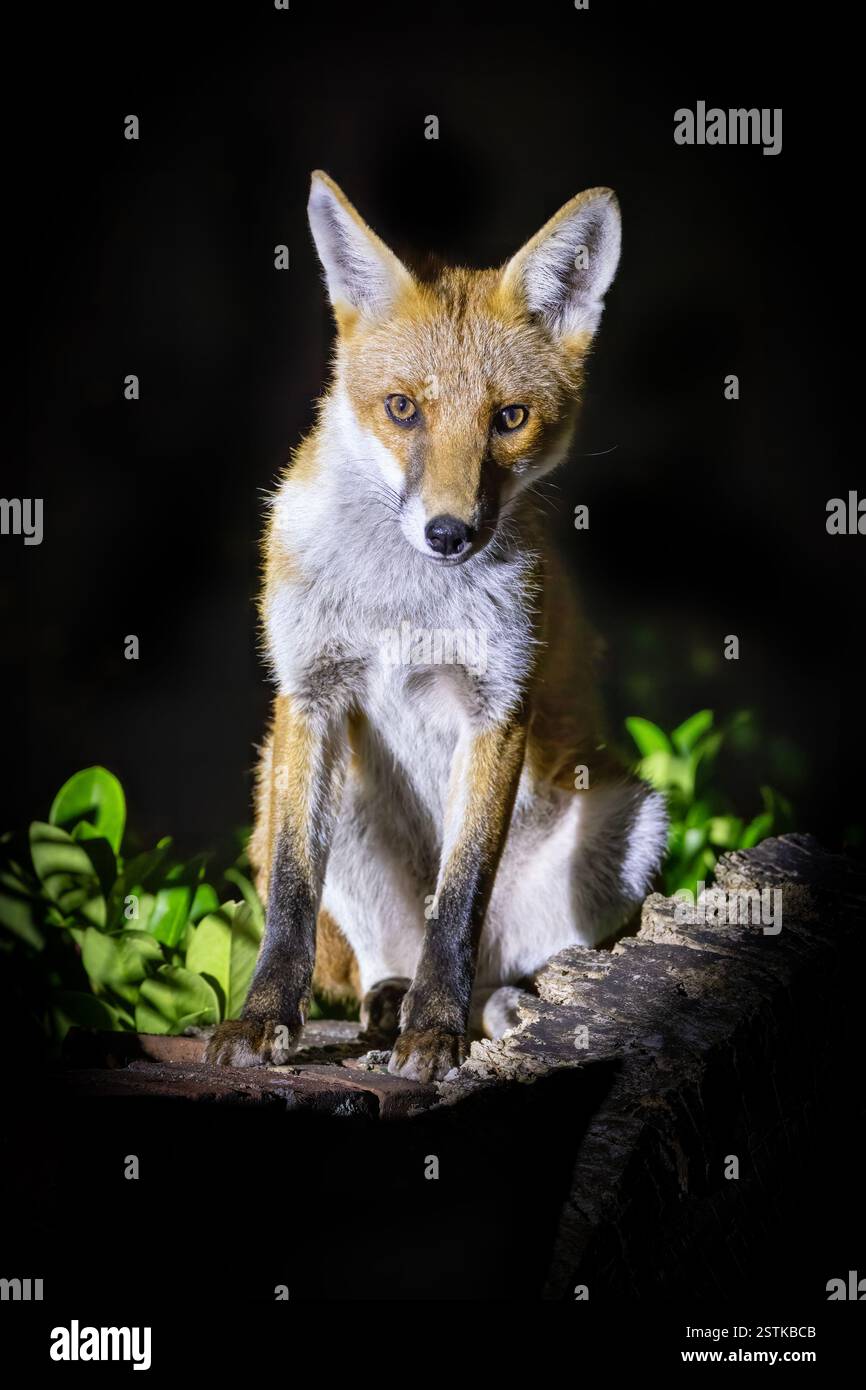 Cucciolo di volpe rossa, volpi, seduti su un muro di giardino. Questo è un giovane cucciolo che si avventura in un giardino cittadino di notte. Le volpi sono principalmente notturne. Foto Stock