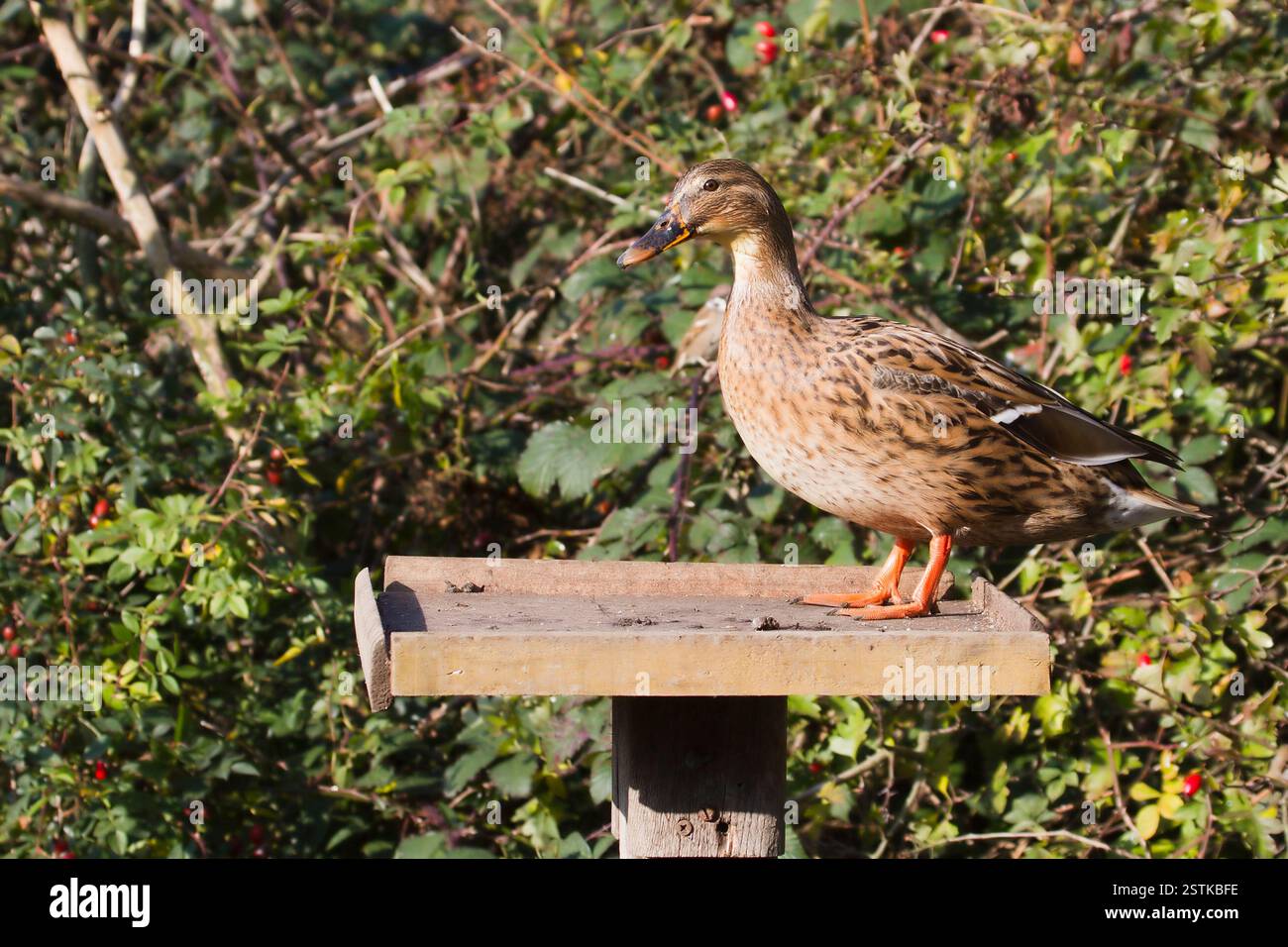 Anatra su un tavolo per uccelli Foto Stock