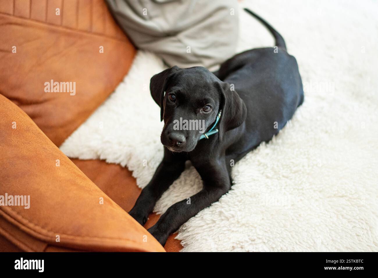 Simpatico cucciolo nero sul divano Foto Stock