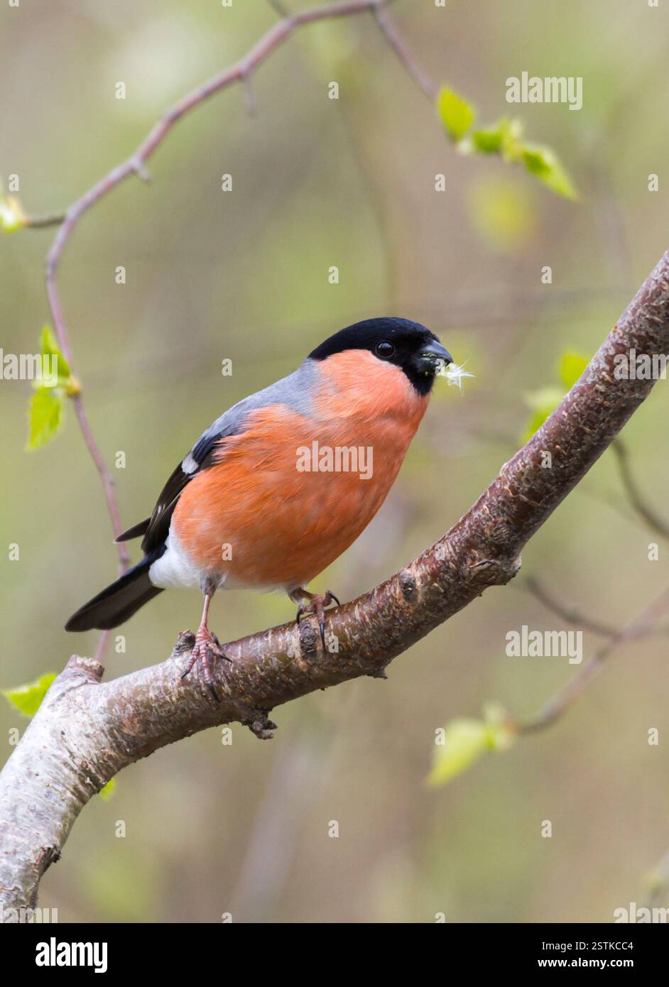 Bullfinch maschio (Pyrrhula pyrrhula-) Foto Stock