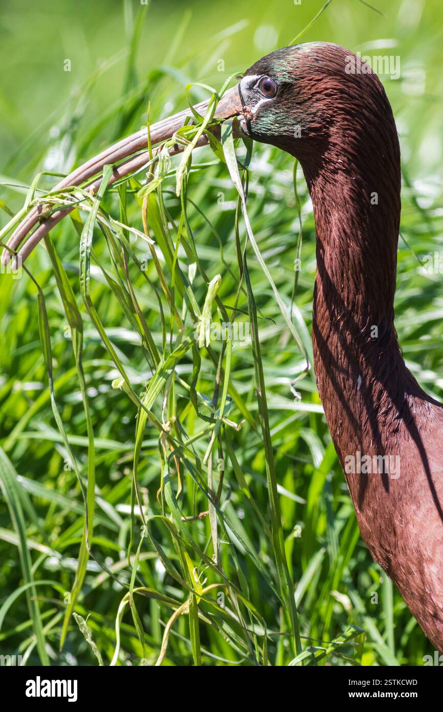 Ibis lucido (plegadis falcinellus) Foto Stock