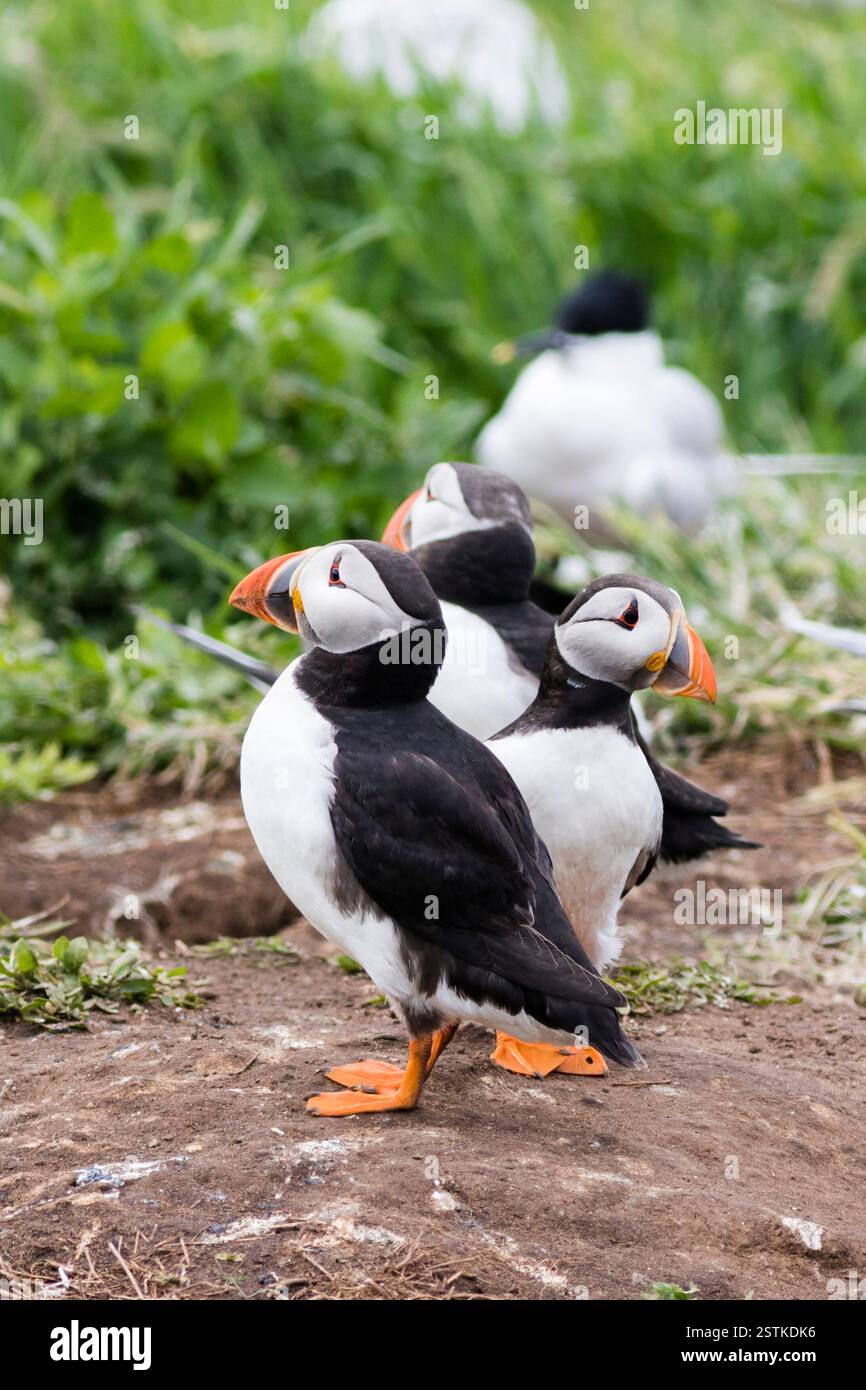 I puffini (Fratercula arctica) Foto Stock