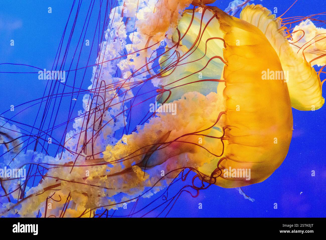 Meduse gialle che nuotano sott'acqua nell'acquario Foto Stock