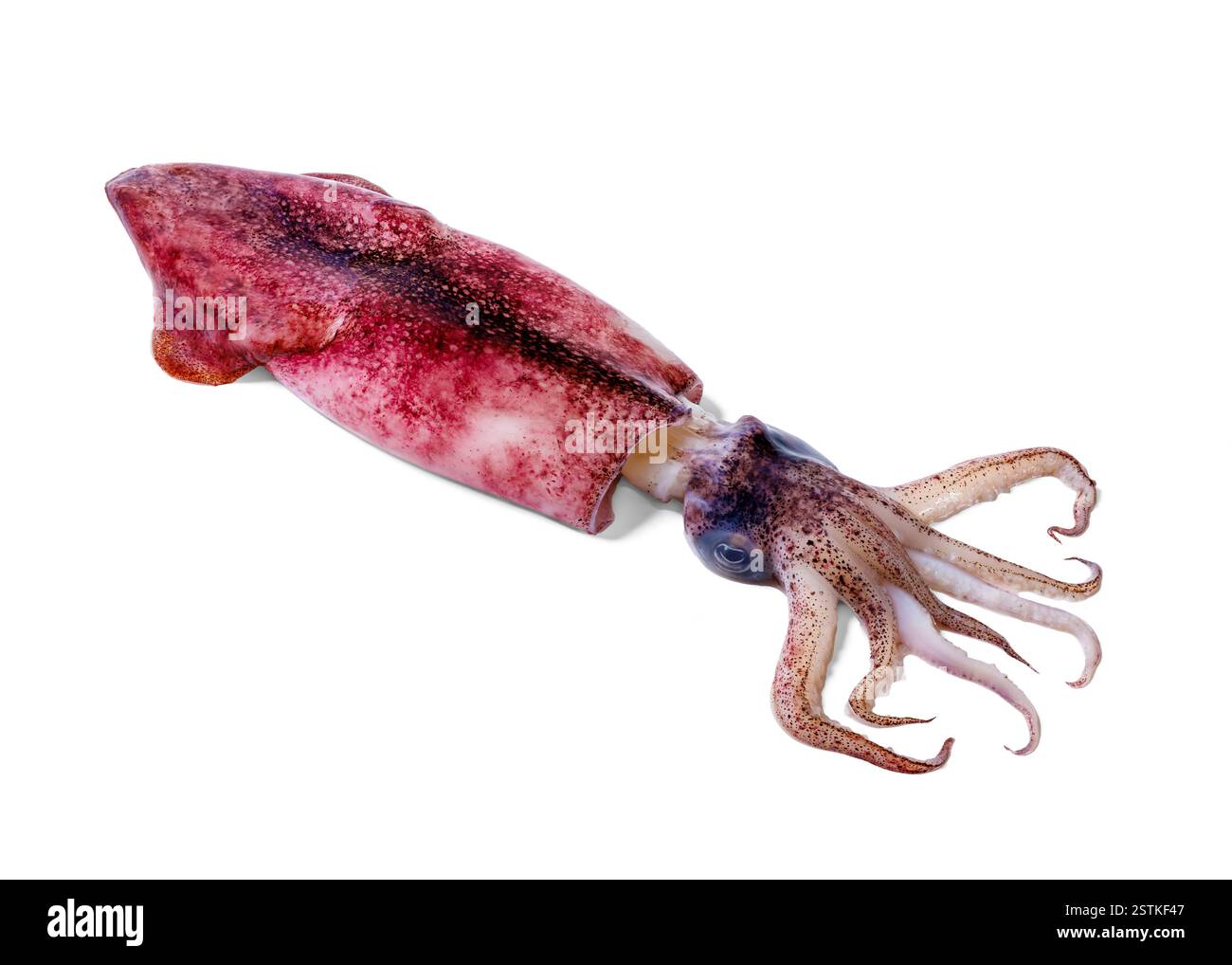 Un solo calamaro crudo, isolato su sfondo bianco, primo piano Foto Stock