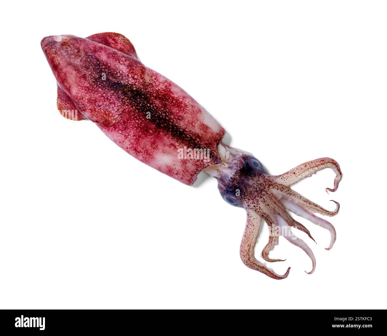 Un solo calamaro crudo, isolato su sfondo bianco Foto Stock