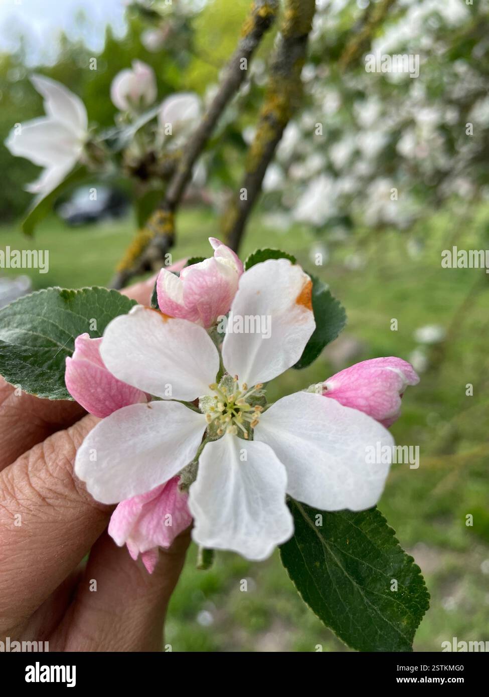 Primo piano di una mano che tiene in mano una delicata fioritura di mele con gemme rosa, che simboleggia la crescita primaverile e la bellezza naturale. - Immagine stock catturata con smartphone