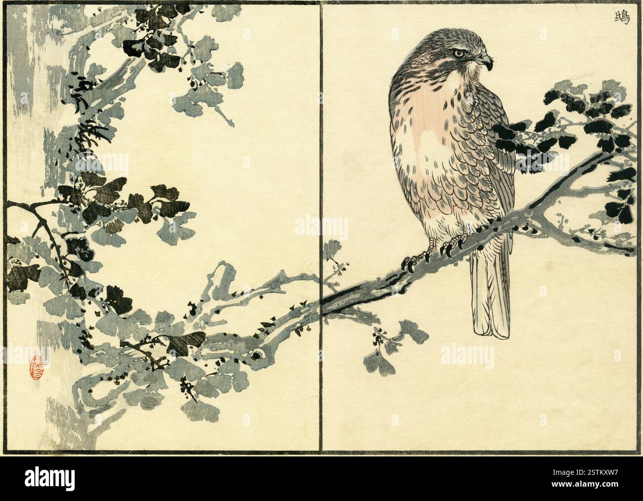 Black Kite and Ginkgo biloba ( Milvus migrans / Acer palmatum ) / Kono Bairei album di cento uccelli (Bairei Hyakucho Gafu) 1881 Foto Stock