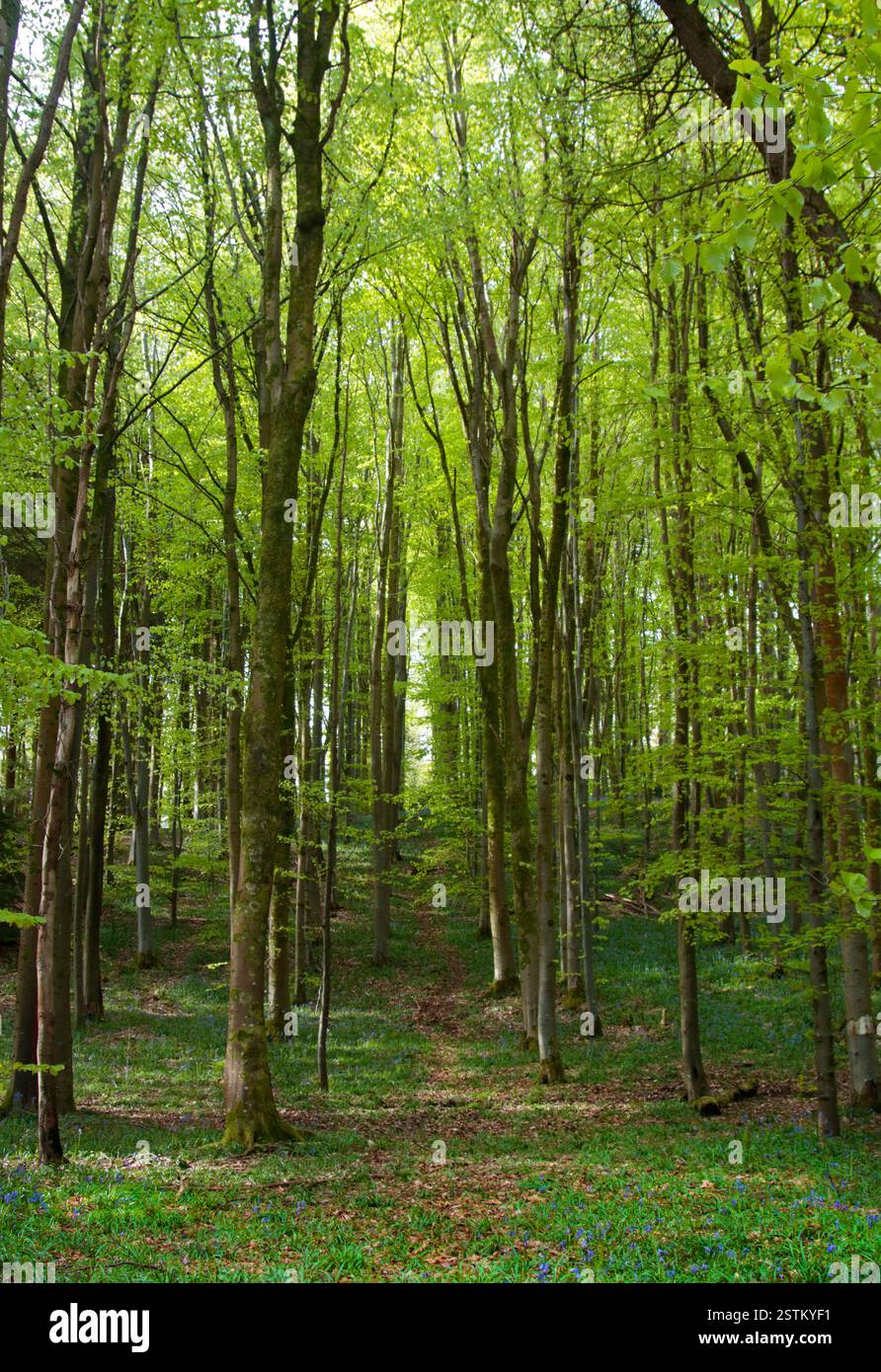 Plas Power Woods, Coedpoeth, vicino a Wrexham, Galles Foto Stock