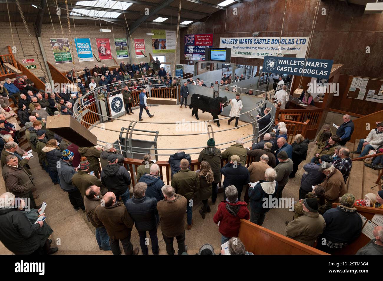 Un'asta di tori pedigree Galloway allevano tori in corso al mercato del bestiame di Castle Douglas (Wallets Mart), Dumfries e Galloway, Scozia. Foto Stock