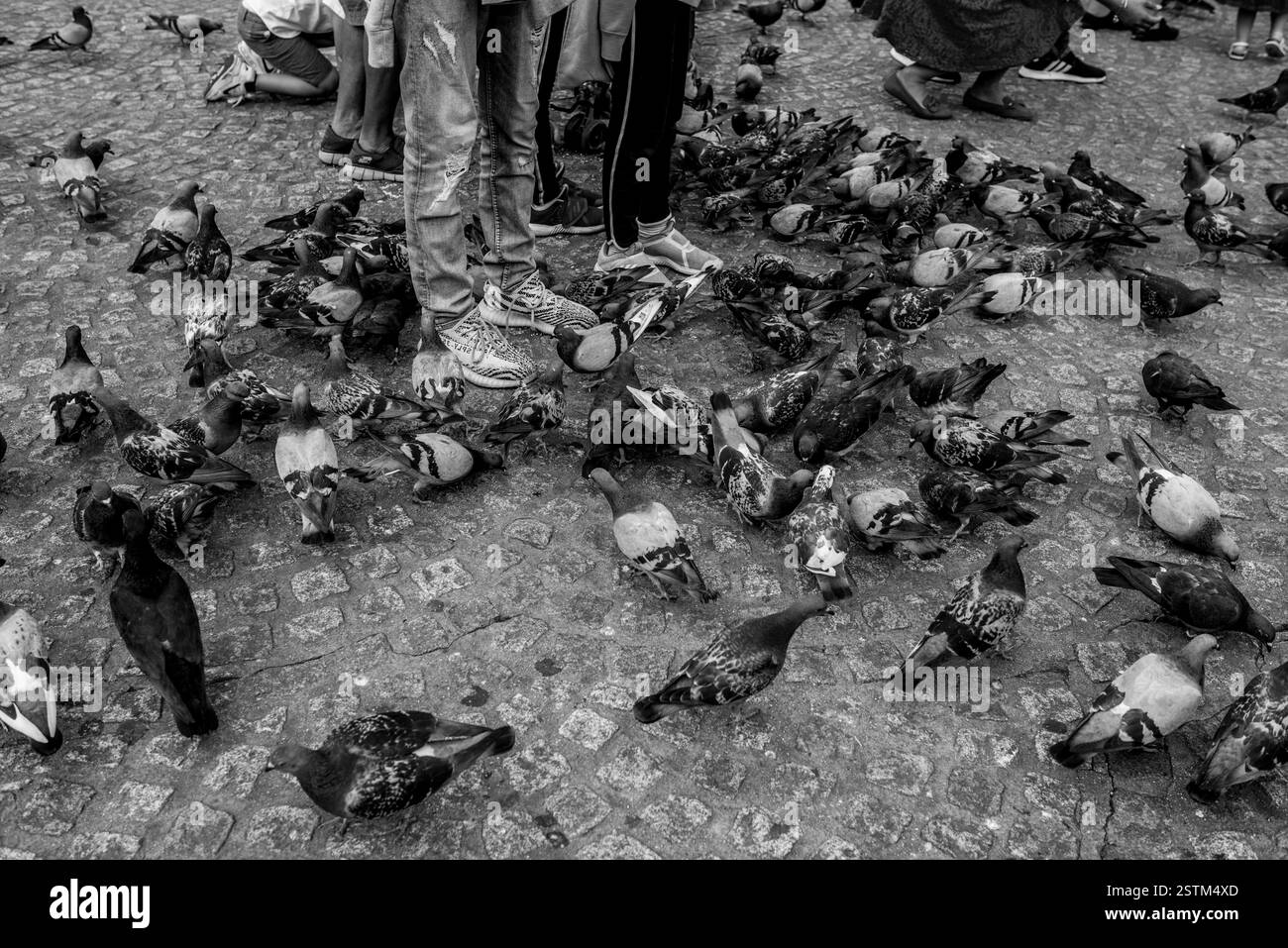 Amsterdam, quartiere rosso, Grand Place, animali e molto altro ancora Foto Stock