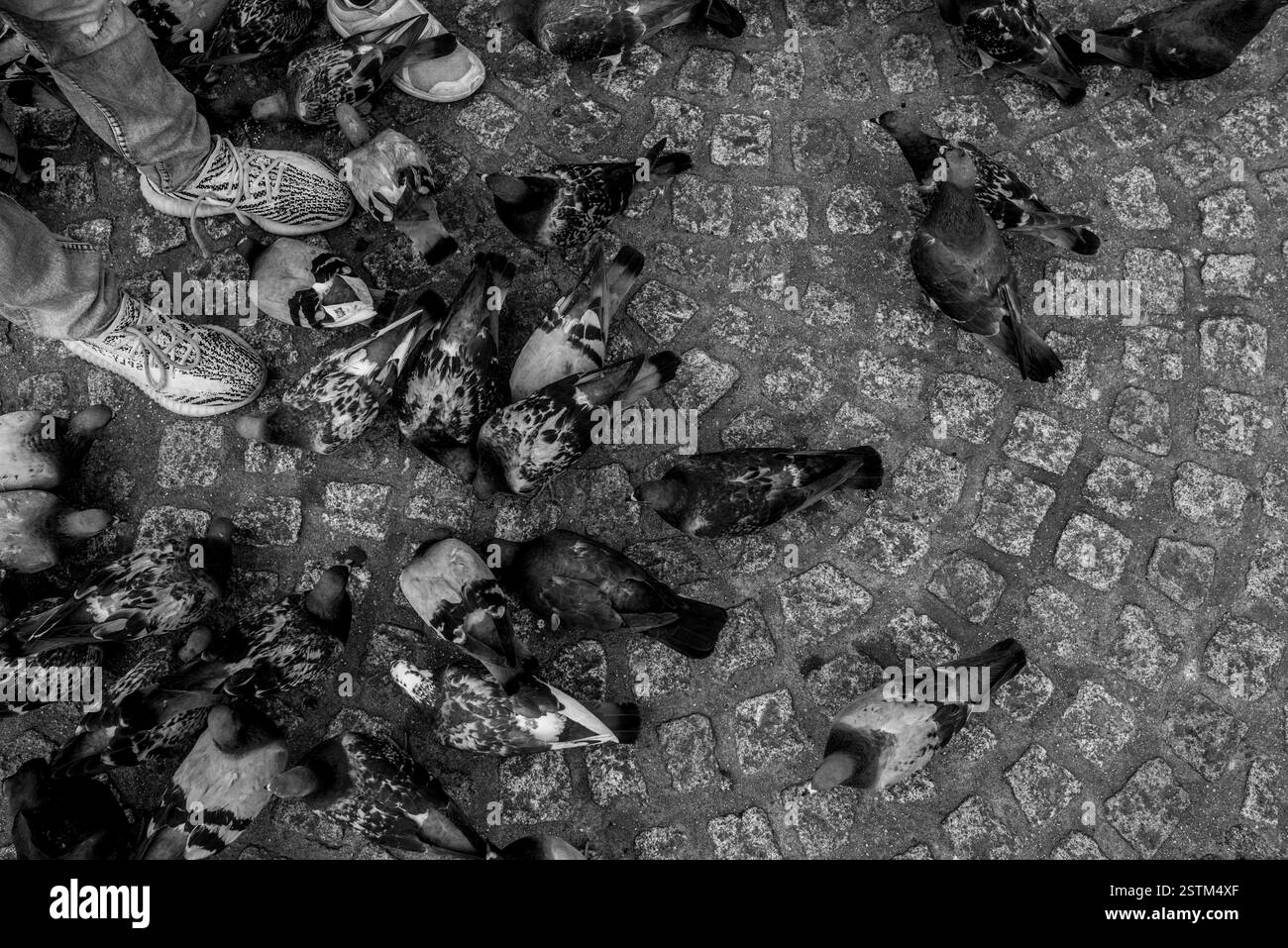Amsterdam, quartiere rosso, Grand Place, animali e molto altro ancora Foto Stock