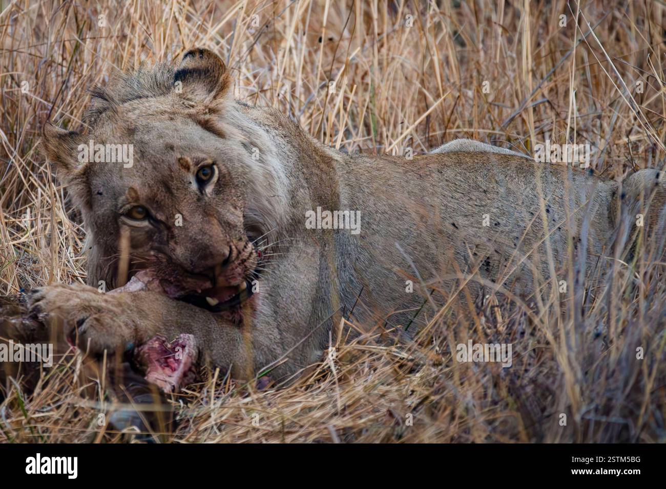 Leonessa africana (Panthera leo) che si nutre di prede nelle praterie asciutte della savana, mostrando un comportamento naturale dei predatori in natura. Foto Stock