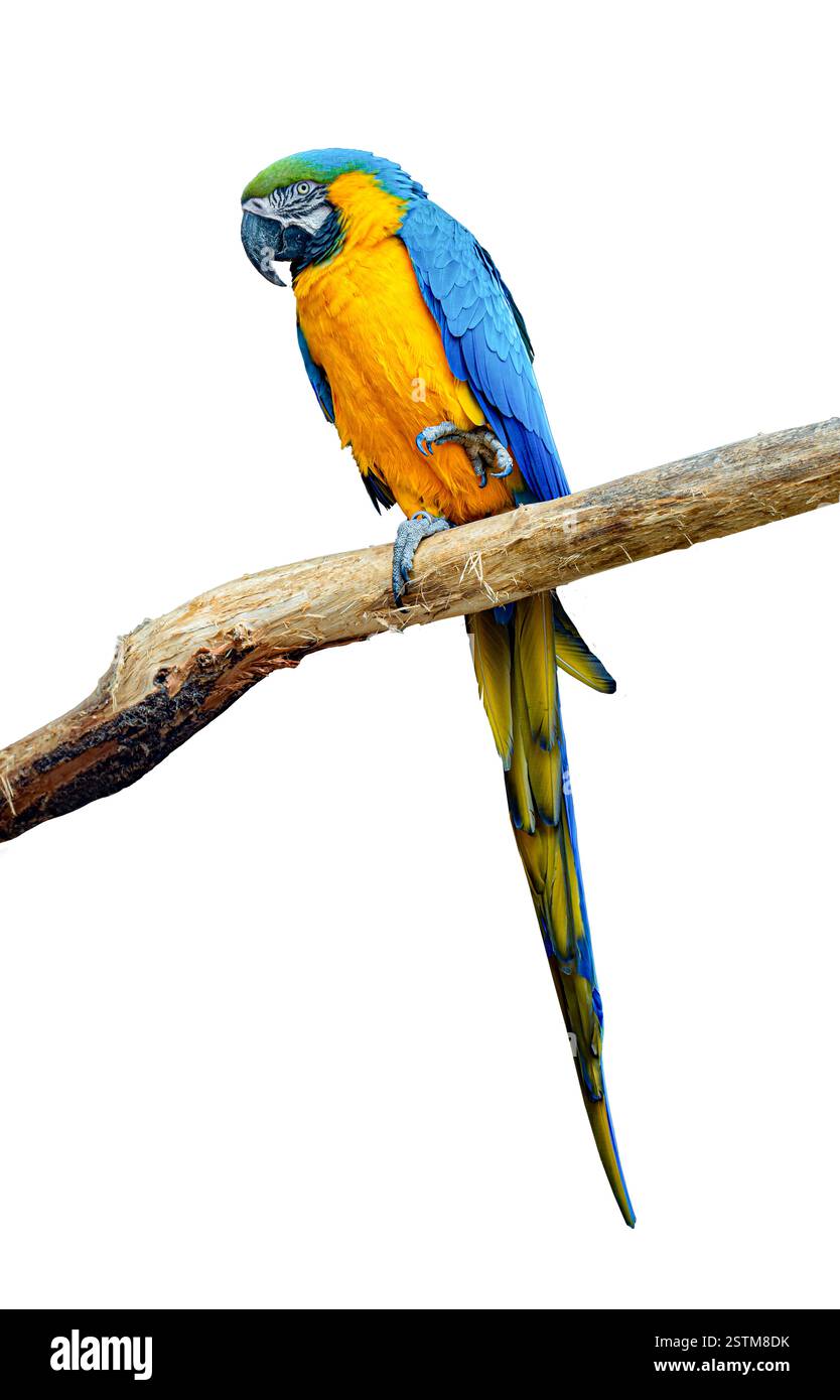 Il pappagallo blu e giallo isolato, Ara ararauna, noto anche come il Macao Blu e Oro. Bali, Indonesia. Foto Stock