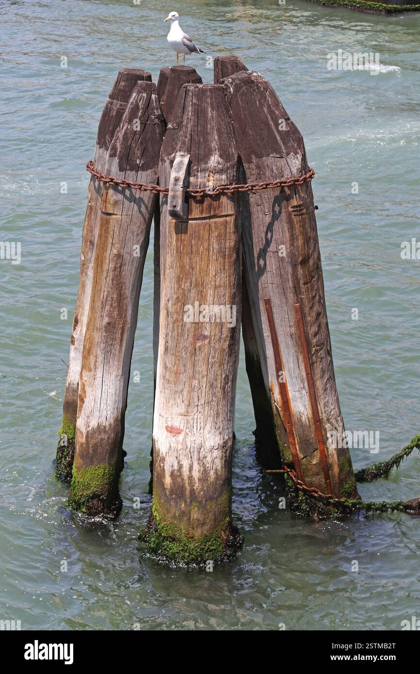 Colonne di legno Venezia Foto Stock