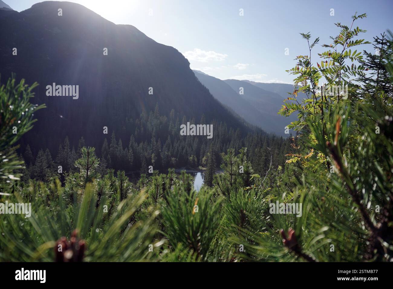 le infiorescenze di pini ravvicinati in montagna durante il giorno di sole, il paesaggio. area boschiva e rocciosa sullo sfondo. Lago sul fondo Foto Stock