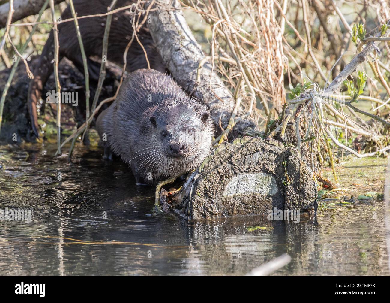 Una foto dettagliata di una Otter (Lutra lutra) fuori dall'acqua seduta su un tronco in un fiume d'acqua dolce, il suo cappotto bagnato splende al sole. Suffolk, Regno Unito. Foto Stock