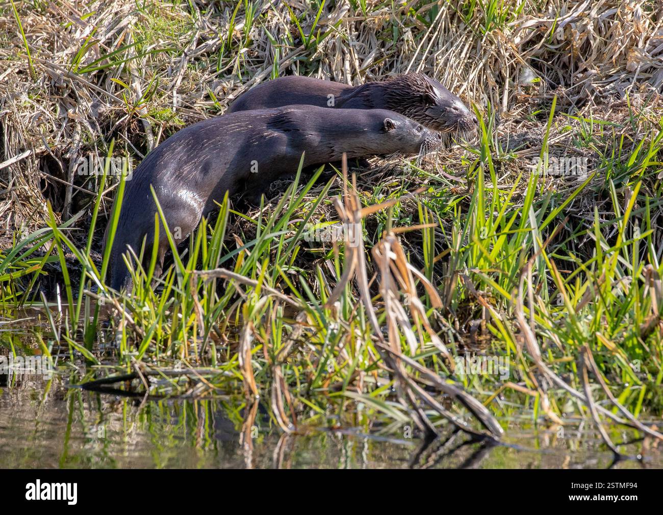 Una madre Otter (Lutra lutra) e il suo cucciolo quasi completamente cresciuto correndo e giocando lungo il fiume Suffolk . REGNO UNITO Foto Stock