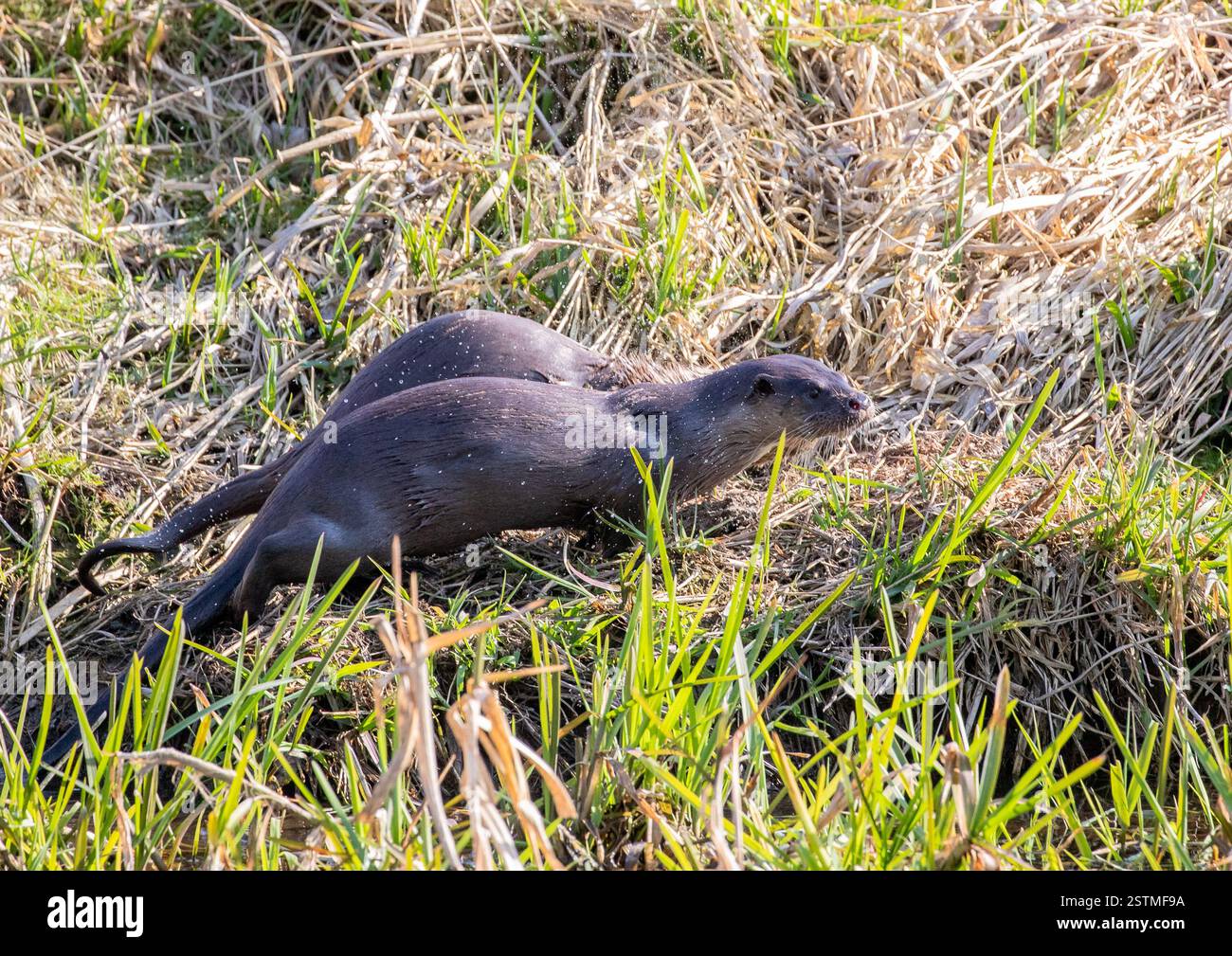 Una madre Otter (Lutra lutra) e il suo cucciolo quasi completamente cresciuto correndo e giocando lungo il fiume Suffolk . REGNO UNITO Foto Stock