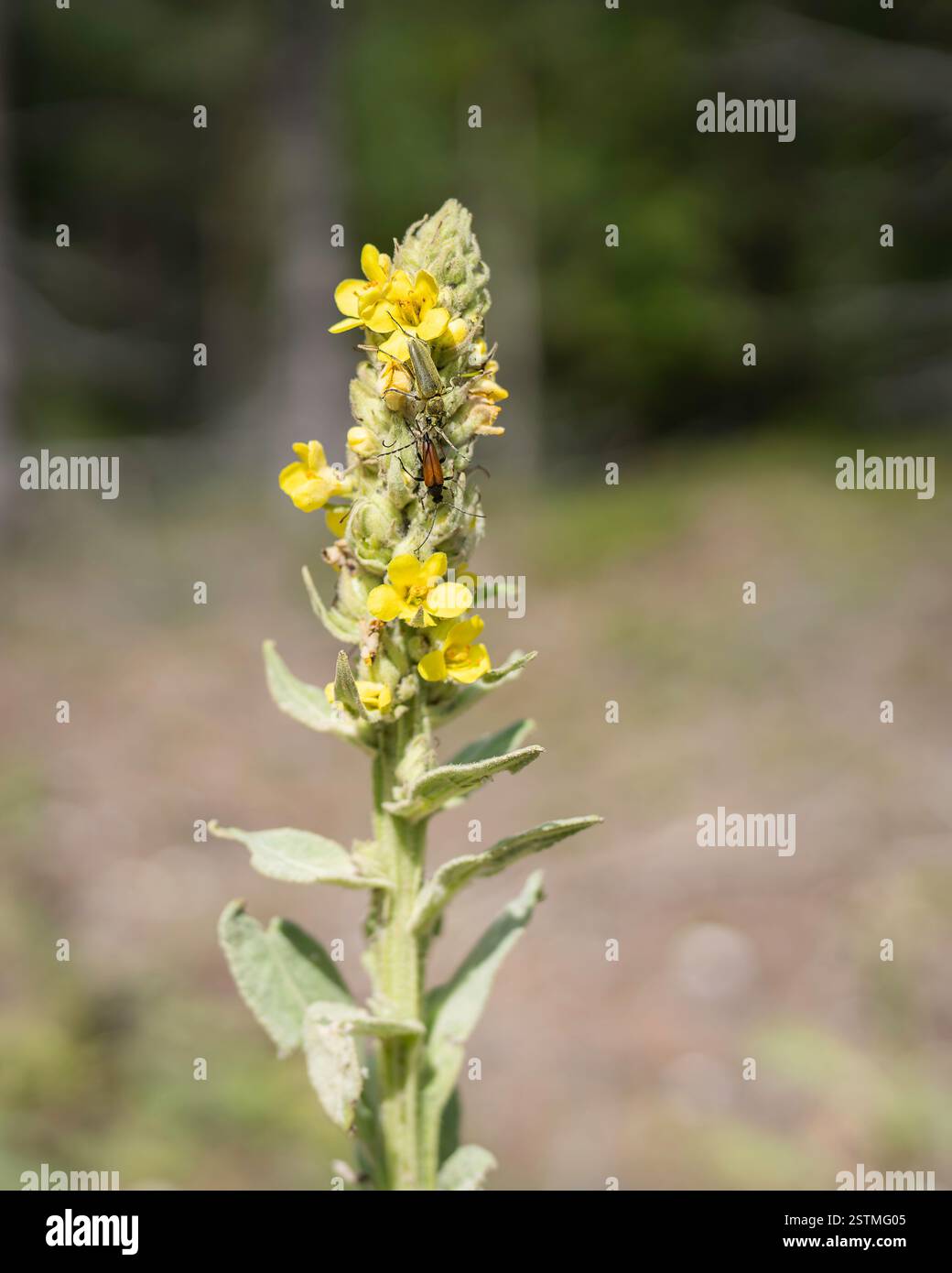 Coleotteri longhorn (Cerambycidae) su un grande fiore di triglia. Stelo di mulleina comune (Verbascum thapsus) con fiori gialli brillanti in fiore. Foto Stock