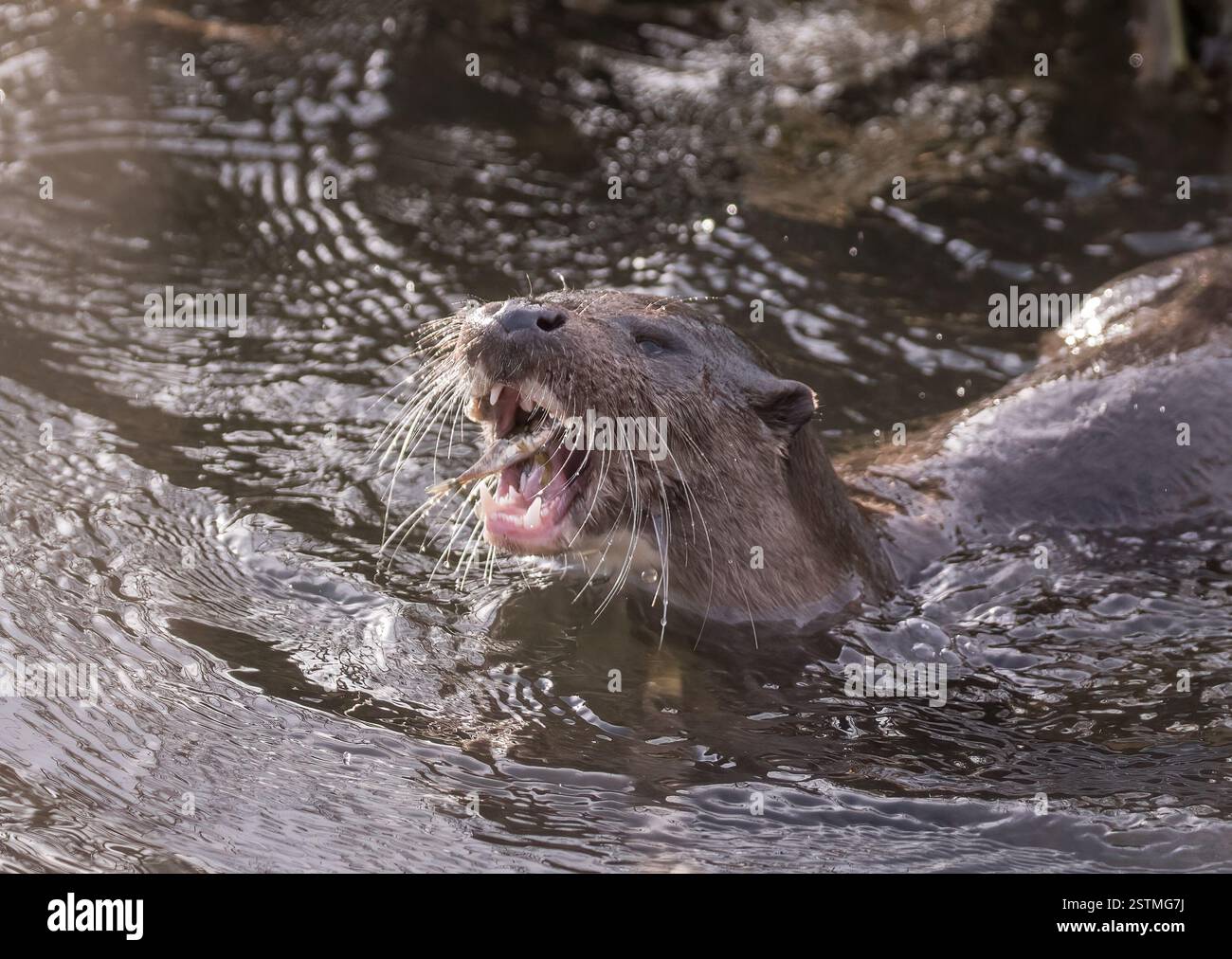 Una bella lontra (Lutra lutra) ha la bocca aperta con un pesce che ha catturato mostrando i suoi denti affilati e i suoi baffi sensibili . Suffolk, Regno Unito Foto Stock