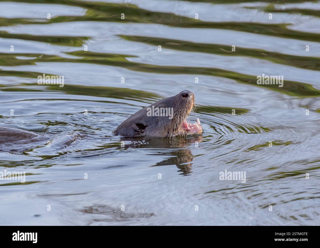 Una bella lontra (Lutra lutra) che nuota nel fiume. La bocca è aperta e mostra i denti affilati e i baffi sensibili. Suffolk, Regno Unito Foto Stock