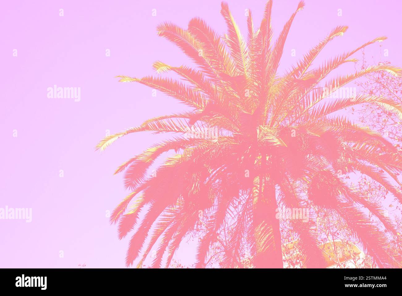 Tropics Palm Trees sotto la cartolina Sky Pink illuminata dal sole Foto Stock