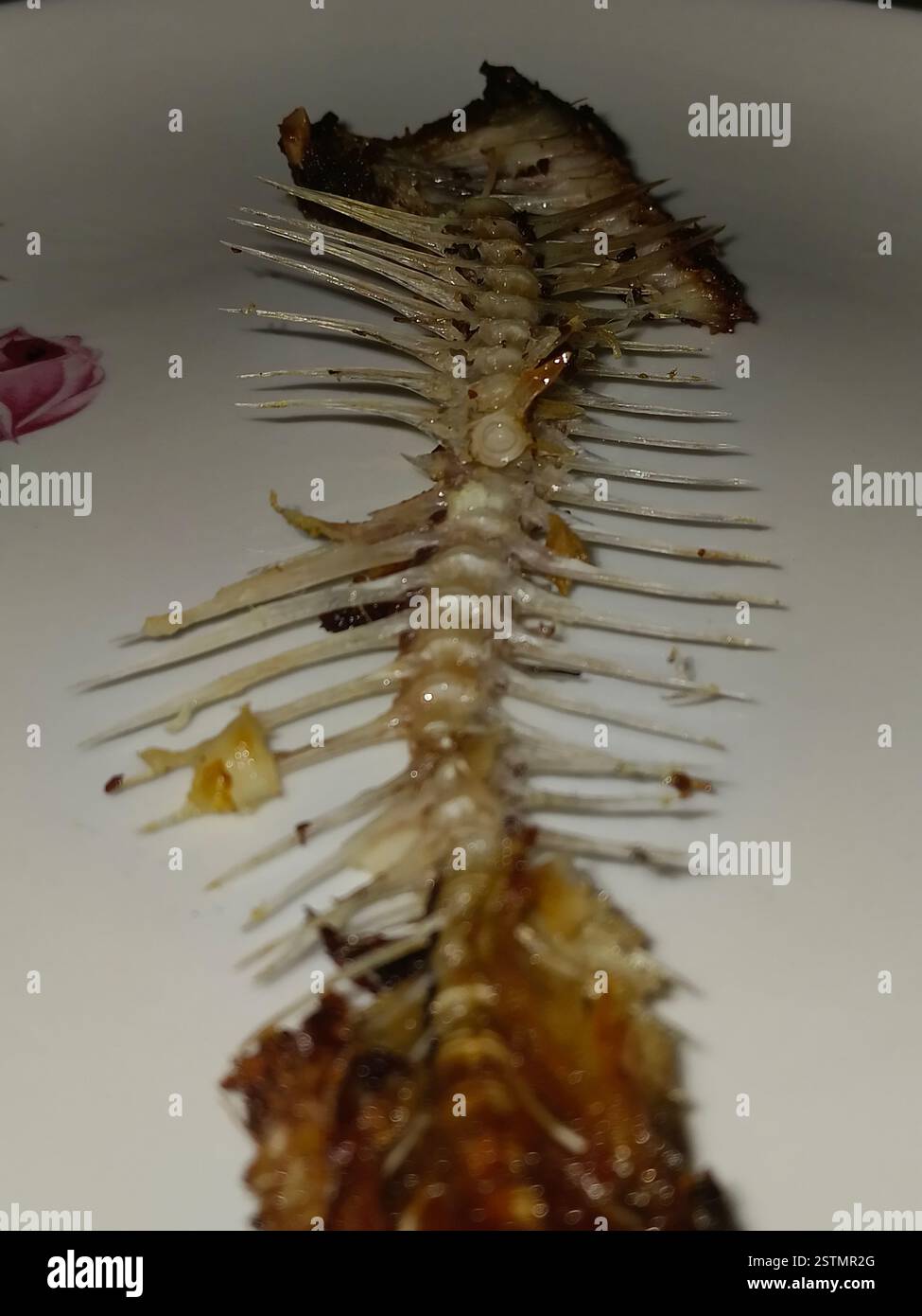 scheletro intero di un piccolo pesce isolato su sfondo bianco. Foto Stock