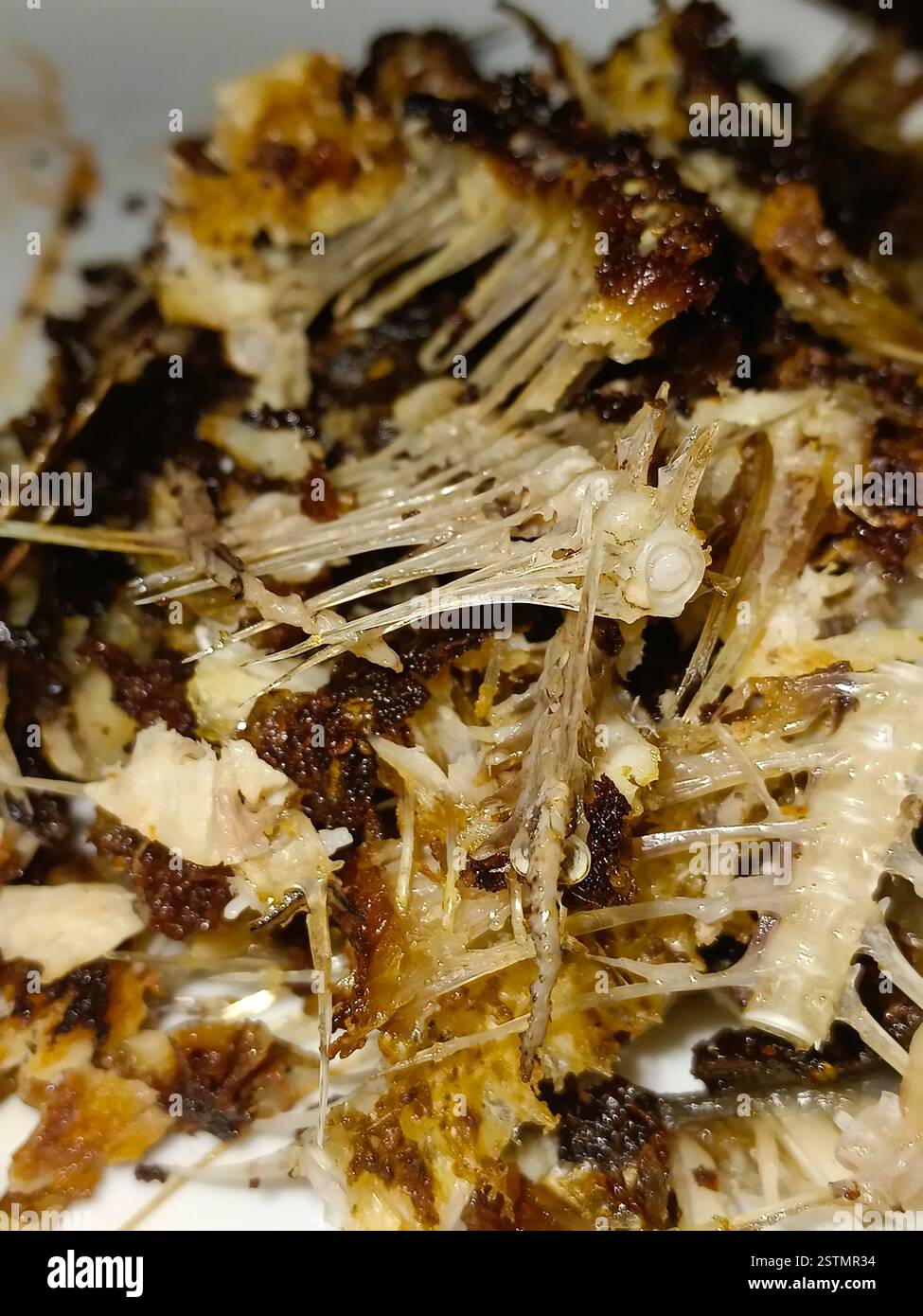 scheletro intero di un piccolo pesce isolato su sfondo bianco. Foto Stock
