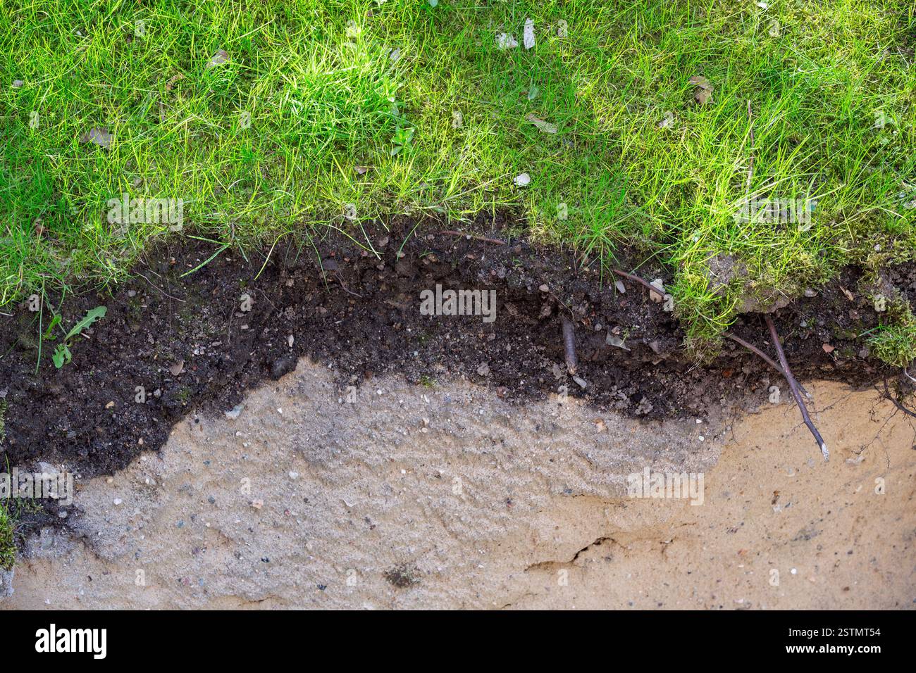 strato di humus sotto l'erba Foto Stock