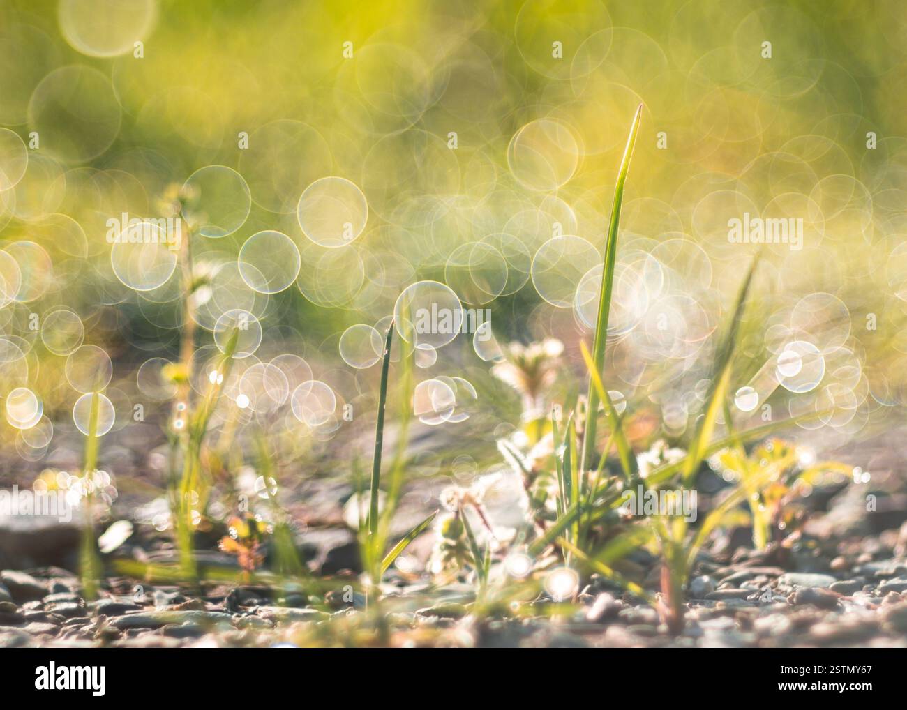 L'erba dappata alla luce del sole e l'effetto bokeh dei fiori selvatici Foto Stock