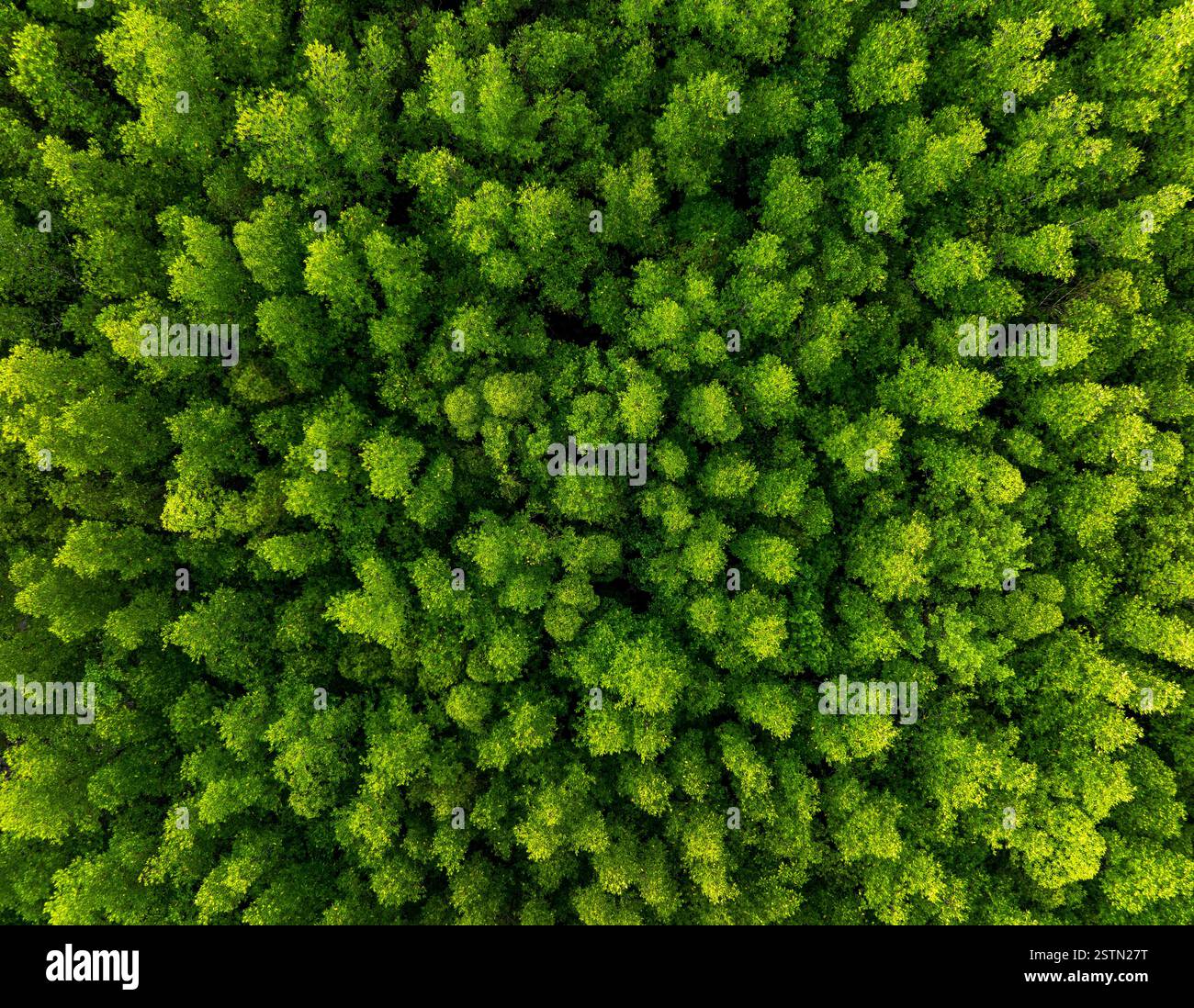 Vista aerea dall'alto verso il basso della struttura di fondo della foresta di mangrovie Foto Stock